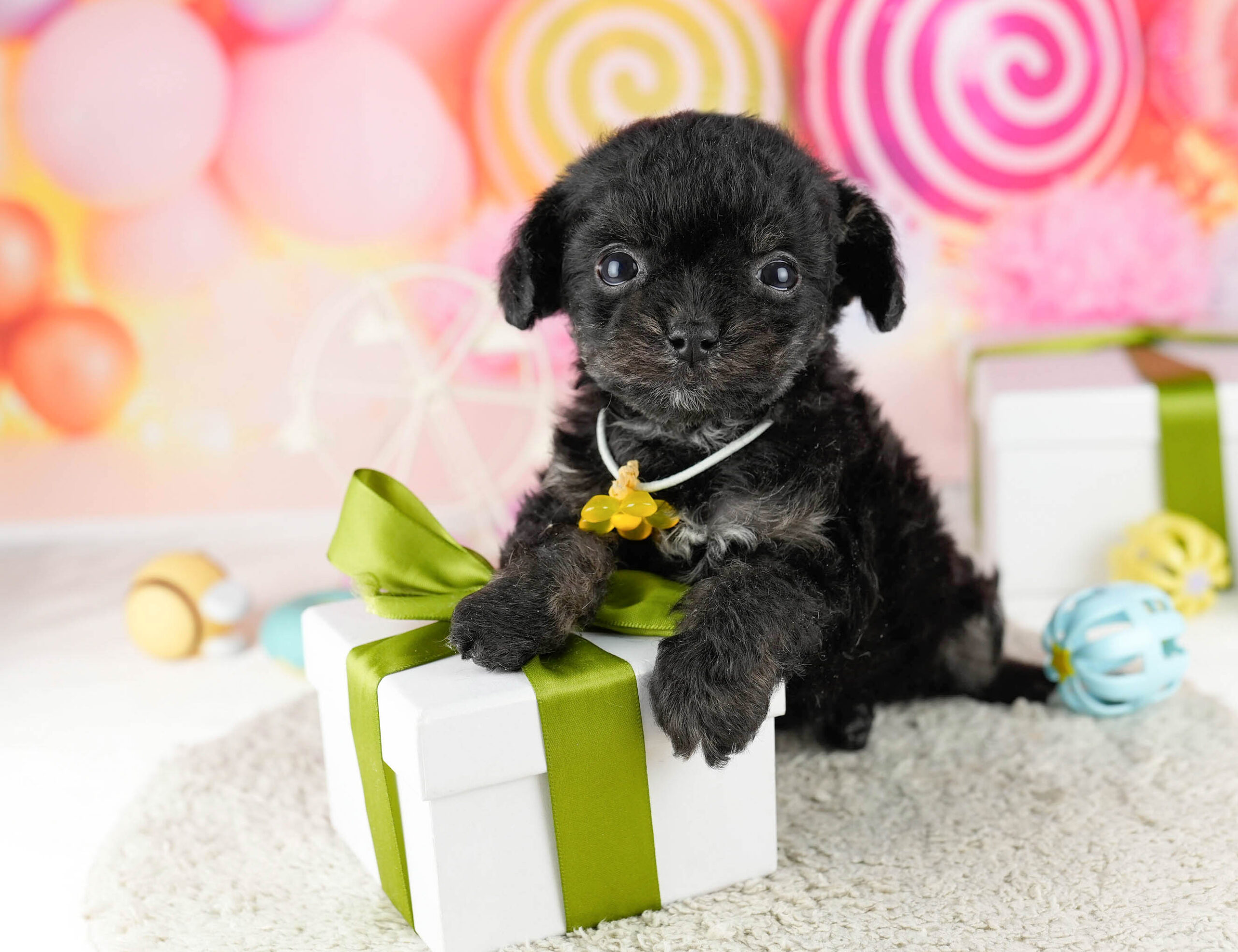 マルプーチー | 男の子 | ブラック | 2026年1月6日