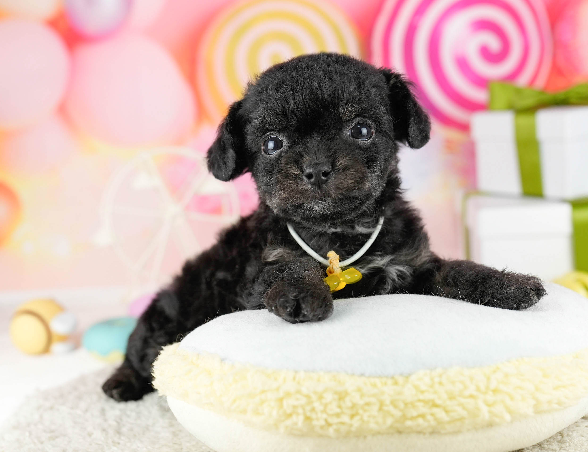 マルプーチー | 男の子 | ブラック | 2026年1月6日