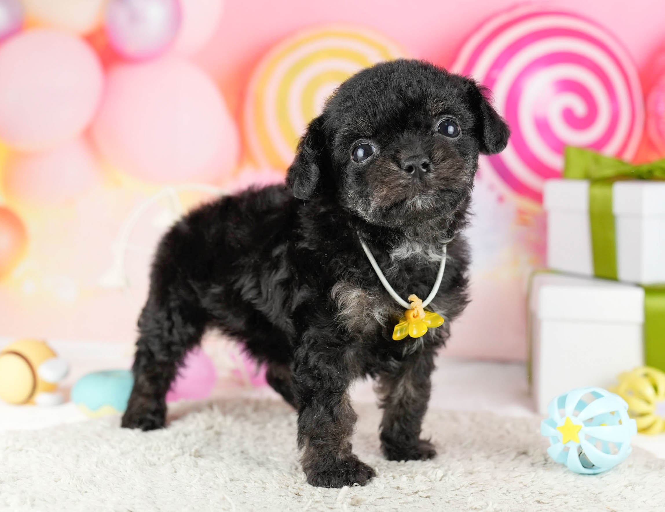 マルプーチー | 男の子 | ブラック | 2026年1月6日