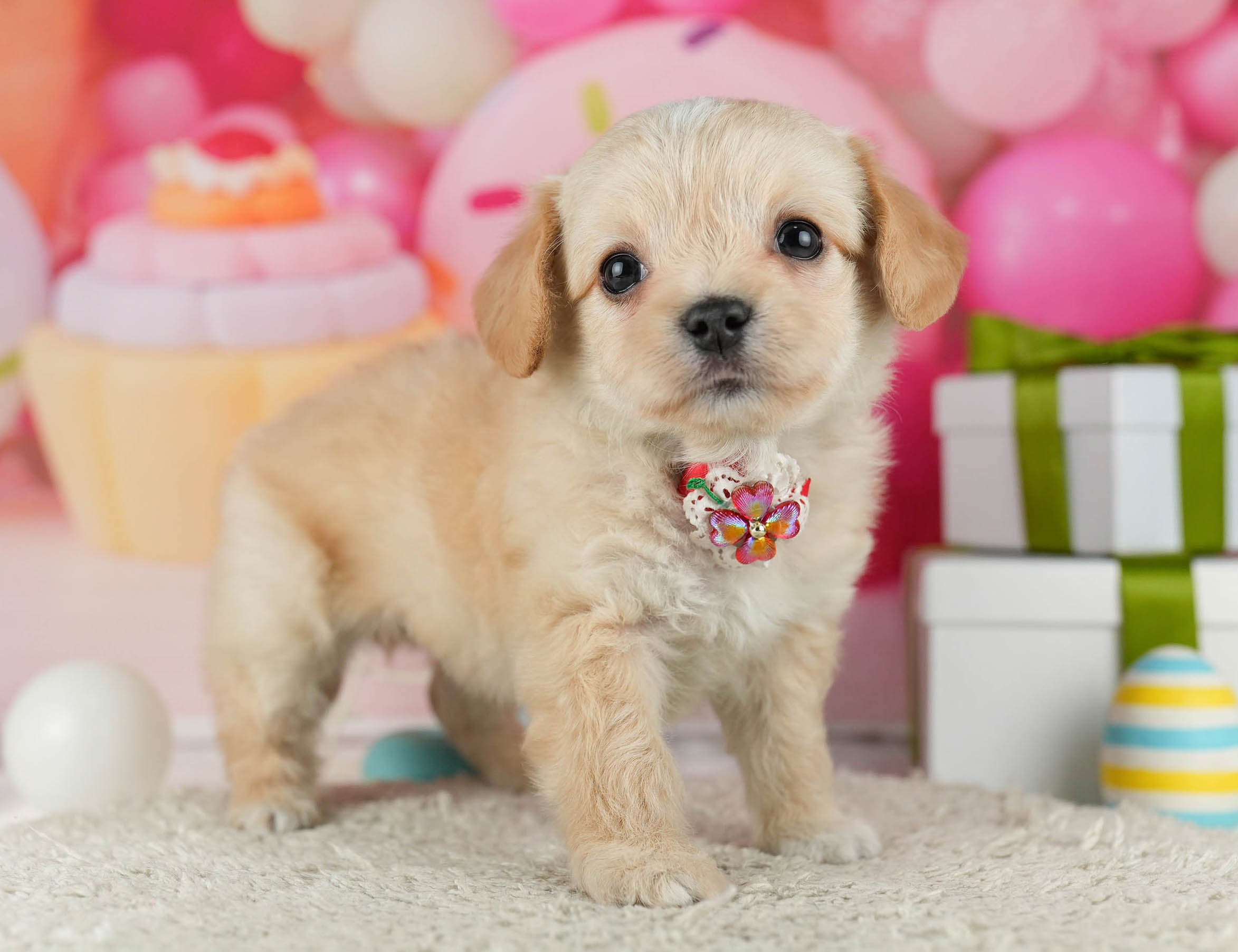 マルプーチー | 女の子 | クリーム | 2026年1月6日