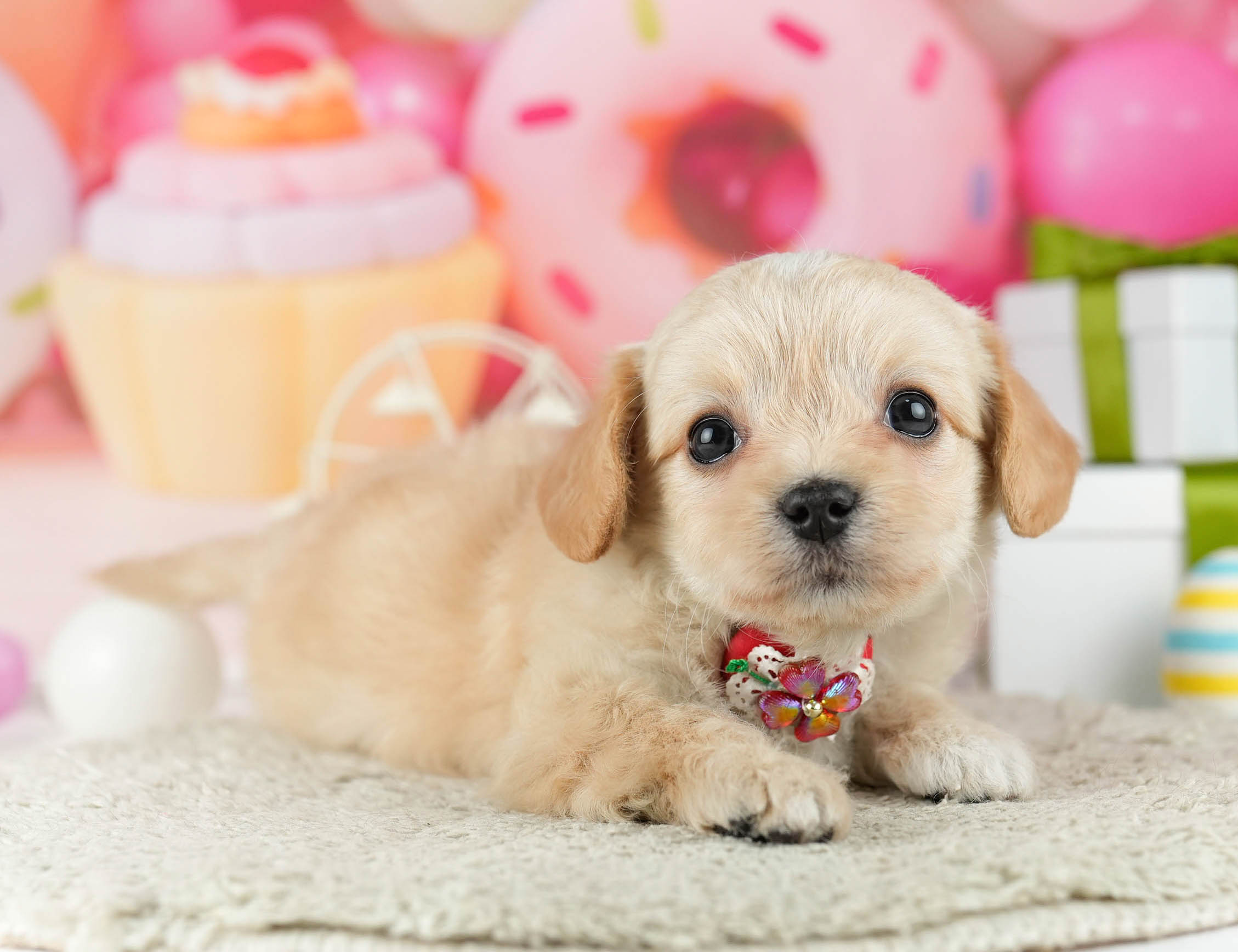 マルプーチー | 女の子 | クリーム | 2026年1月6日