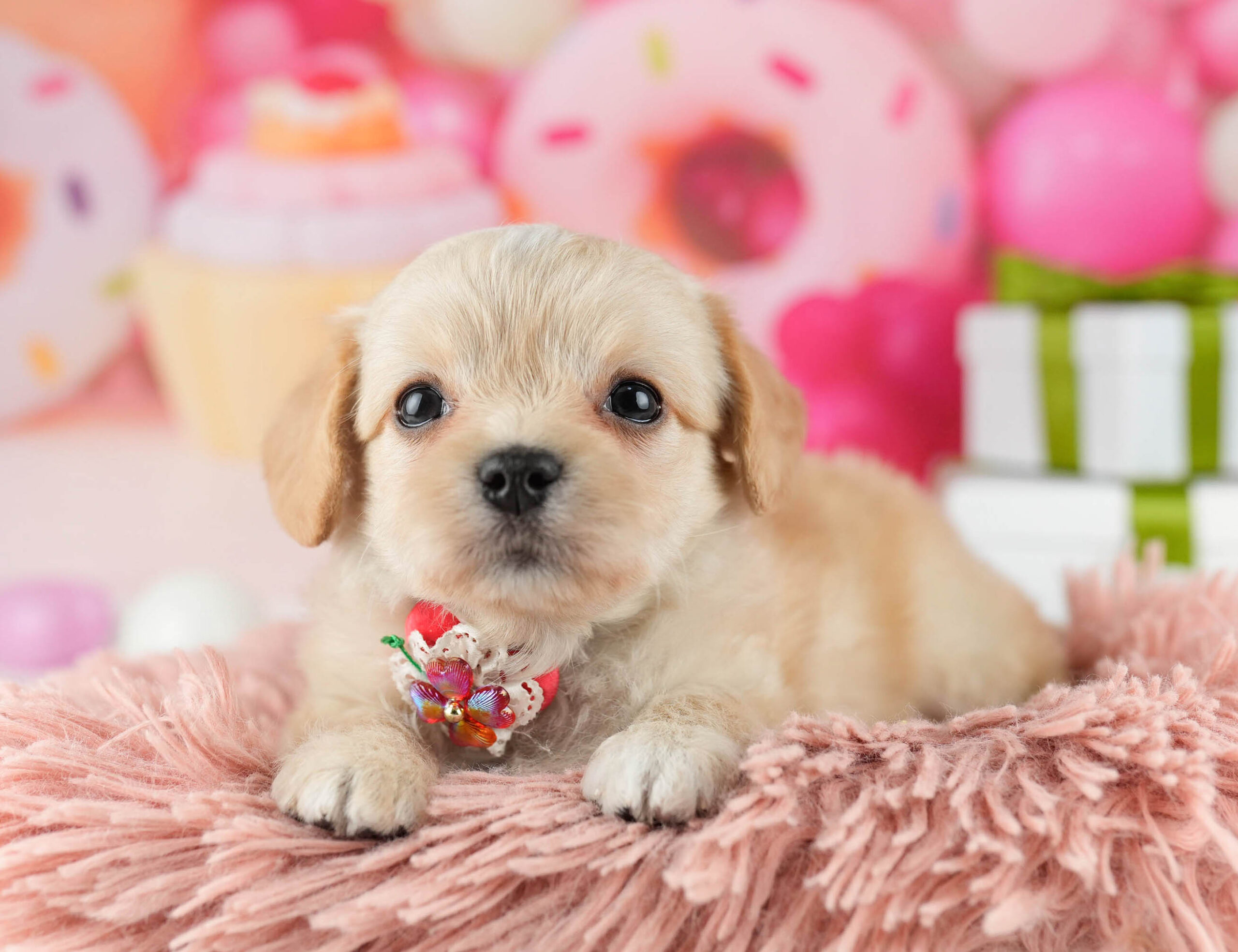 マルプーチー | 女の子 | クリーム | 2026年1月6日