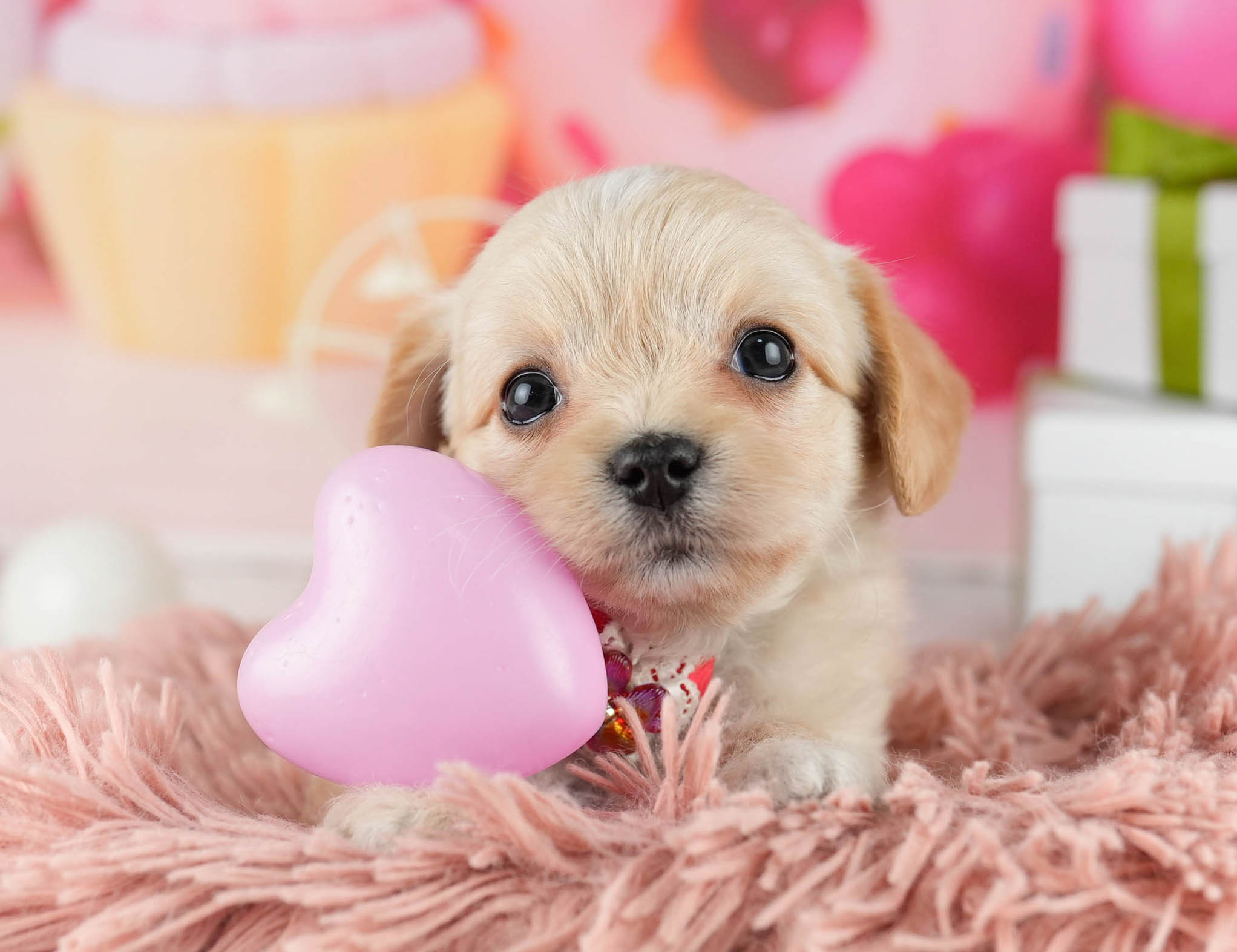 マルプーチー | 女の子 | クリーム | 2026年1月6日