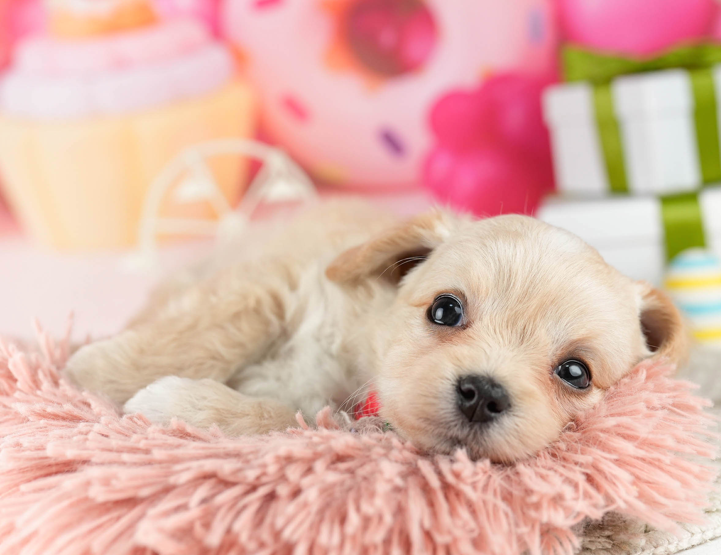 マルプーチー | 女の子 | クリーム | 2026年1月6日