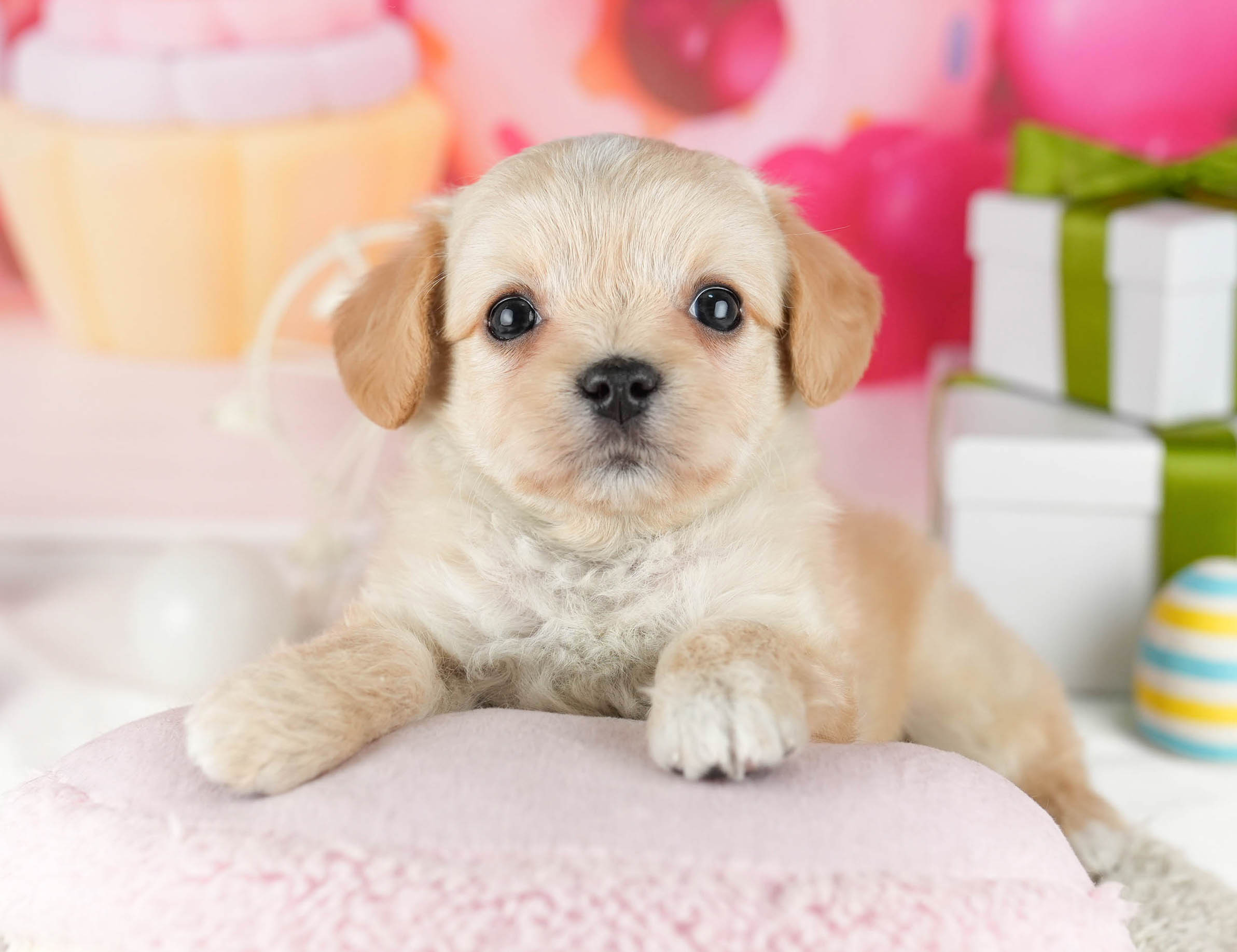 マルプーチー | 女の子 | クリーム | 2026年1月6日