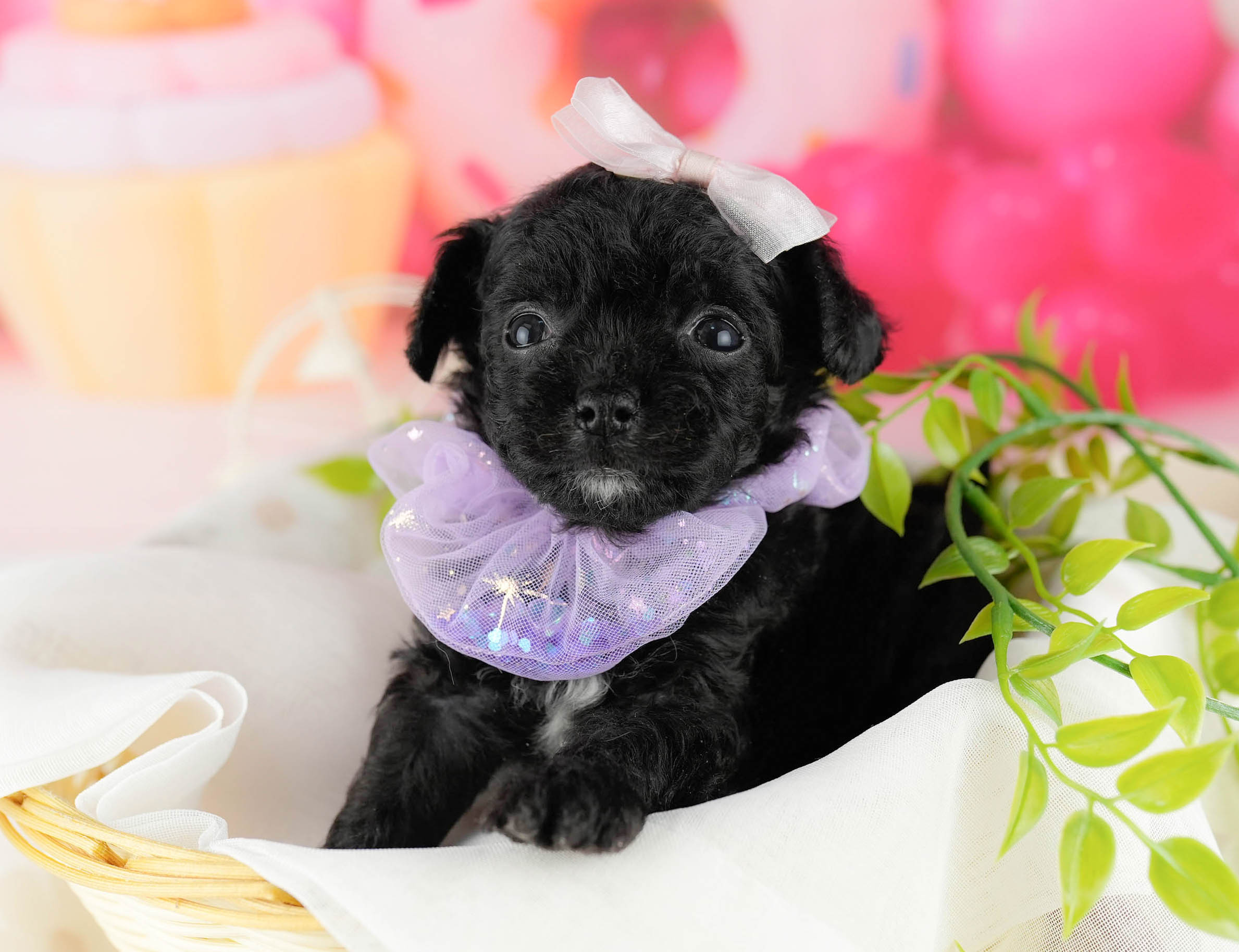 マルプーチー | 女の子 | ブラック | 2026年1月6日