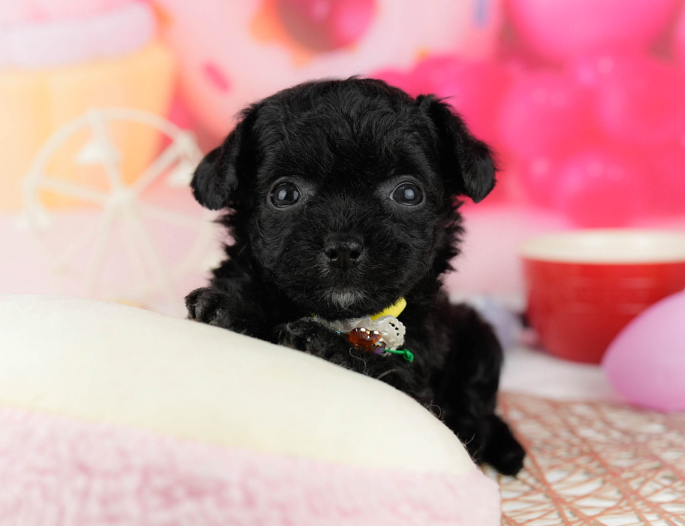 マルプーチー | 女の子 | ブラック | 2026年1月6日