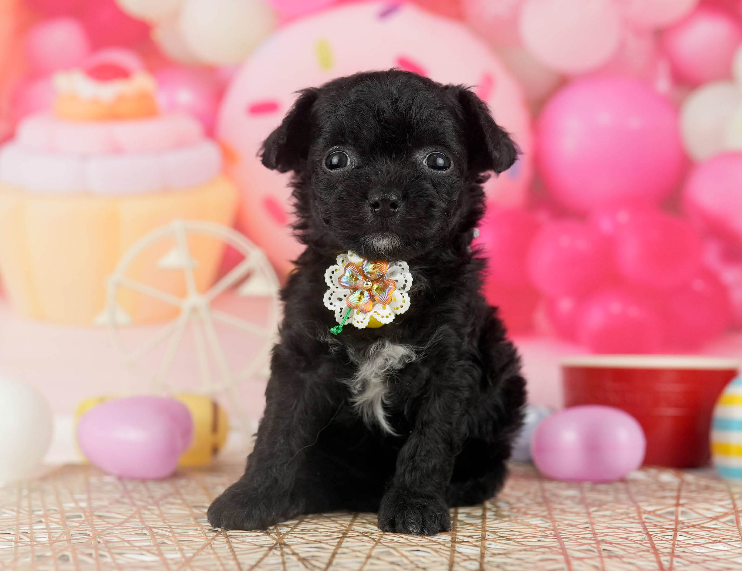 マルプーチー | 女の子 | ブラック | 2026年1月6日