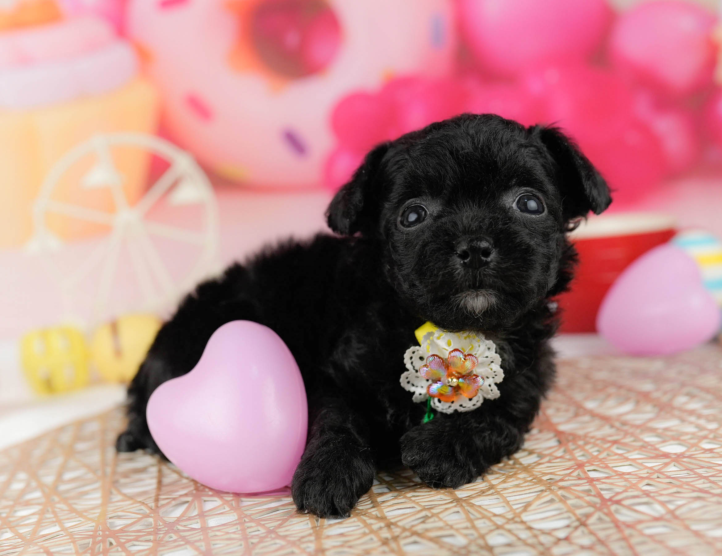 マルプーチー | 女の子 | ブラック | 2026年1月6日