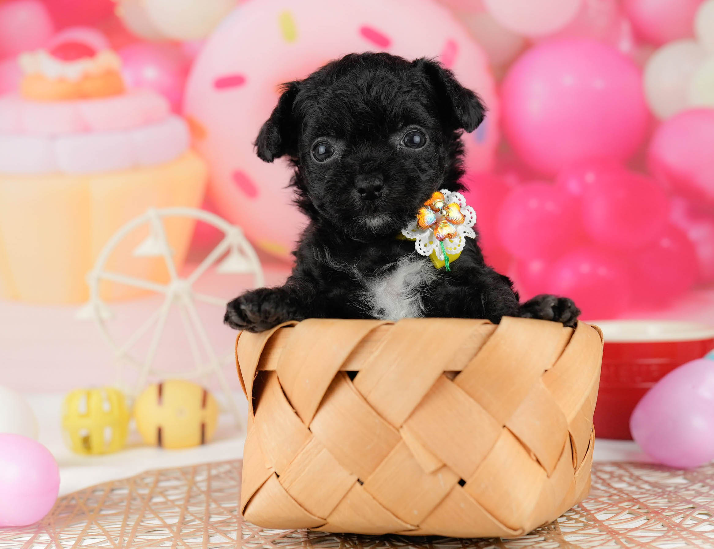 マルプーチー | 女の子 | ブラック | 2026年1月6日