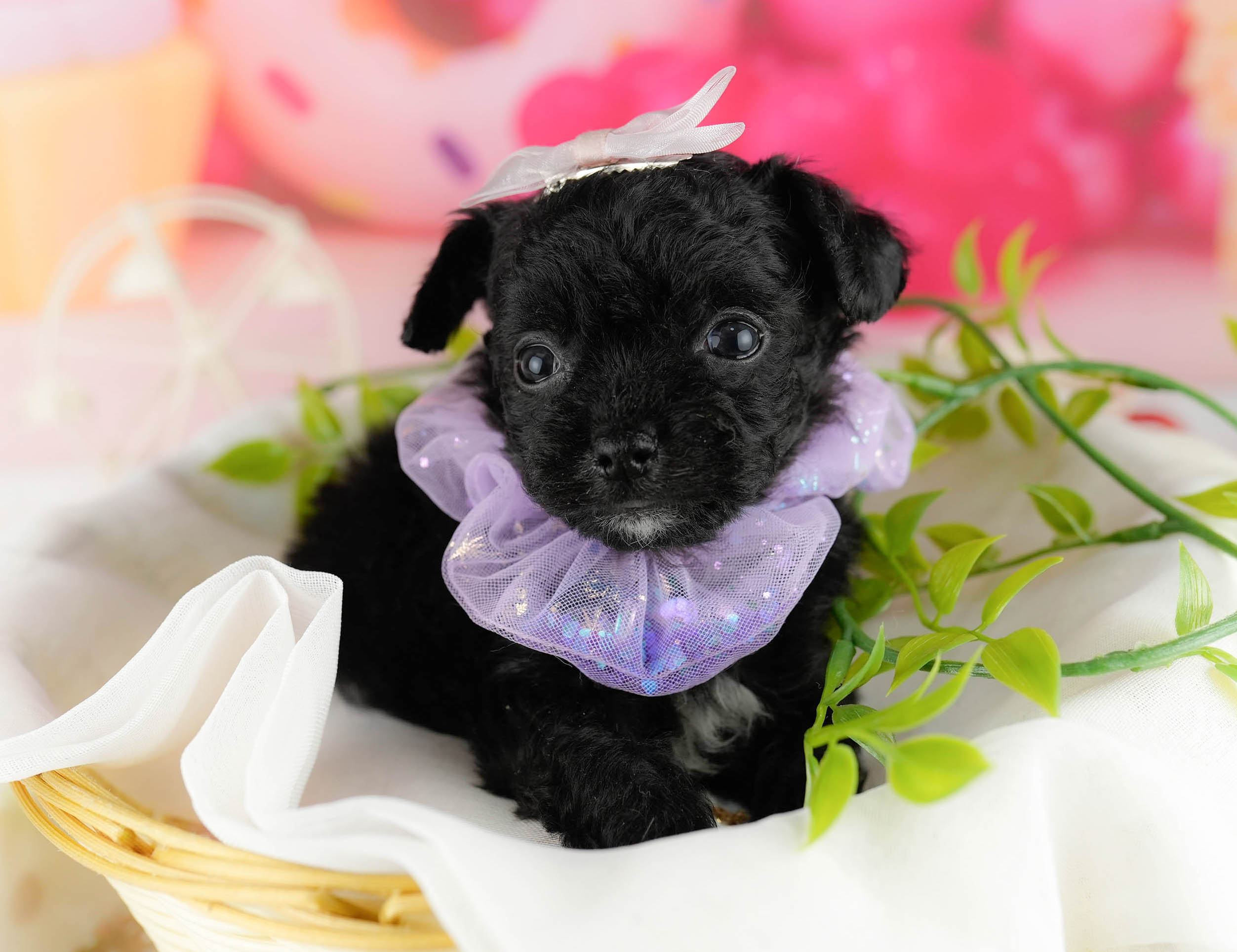 マルプーチー | 女の子 | ブラック | 2026年1月6日