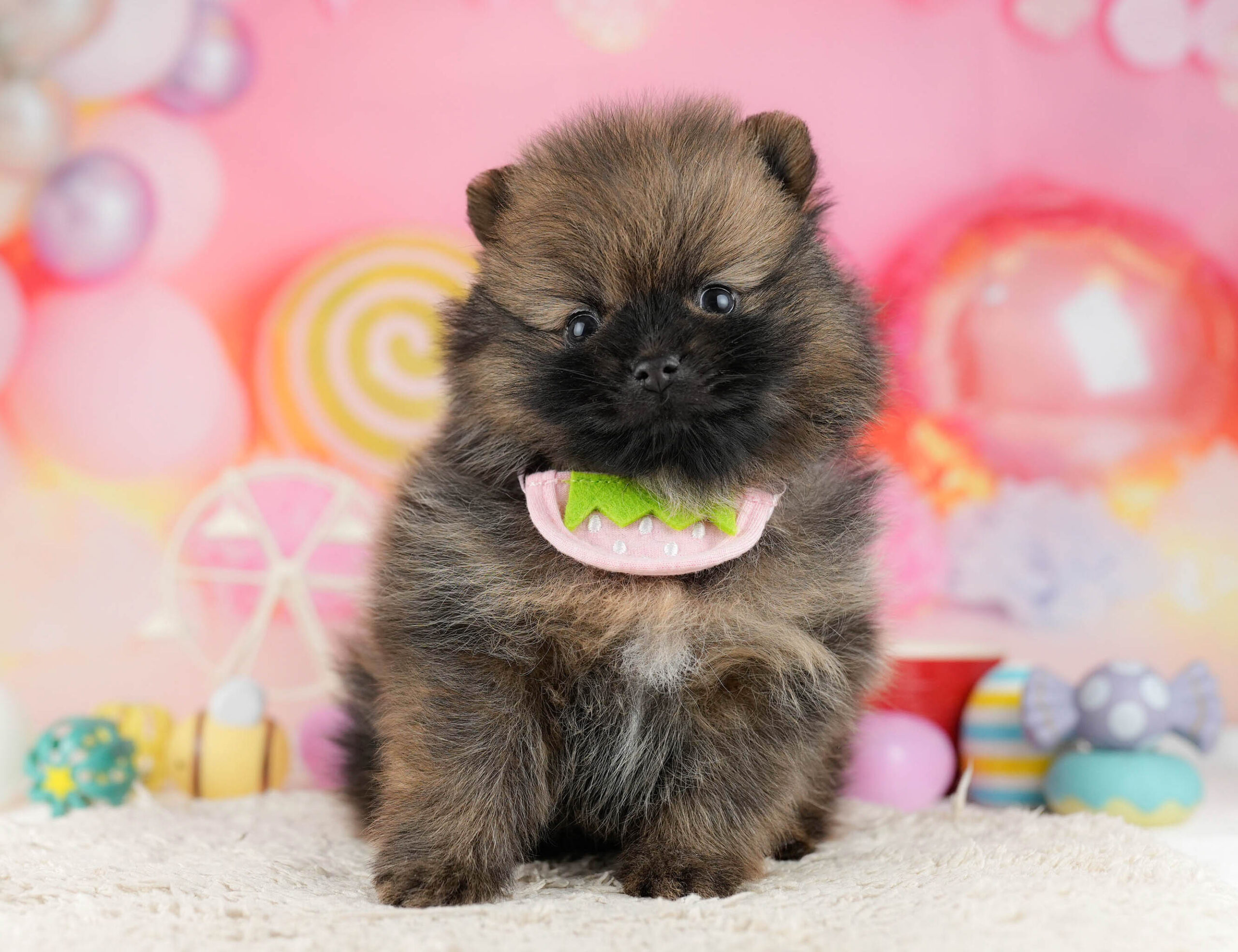 ポメラニアン | 男の子 | オレンジセーブル | 2026年1月7日