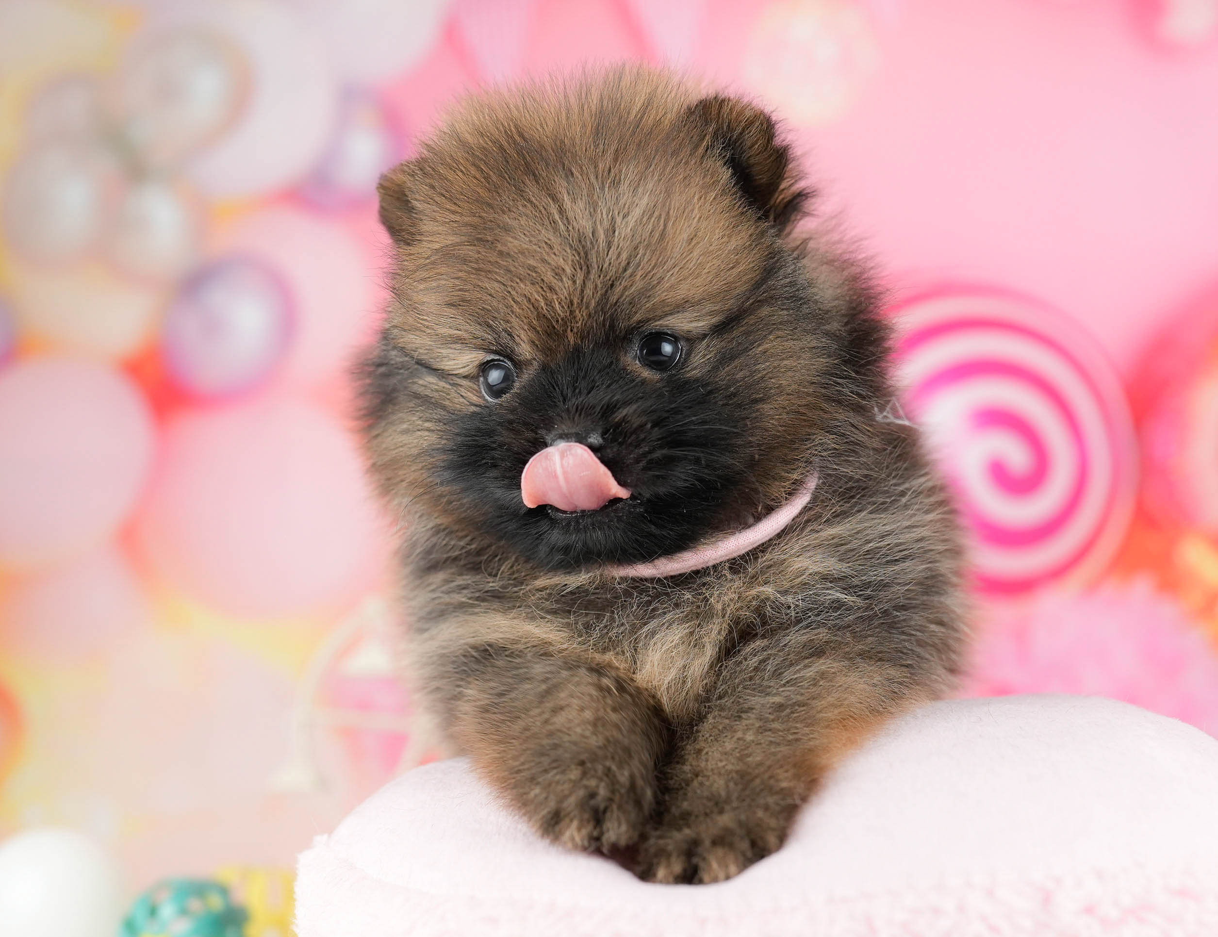 ポメラニアン | 男の子 | オレンジセーブル | 2026年1月7日