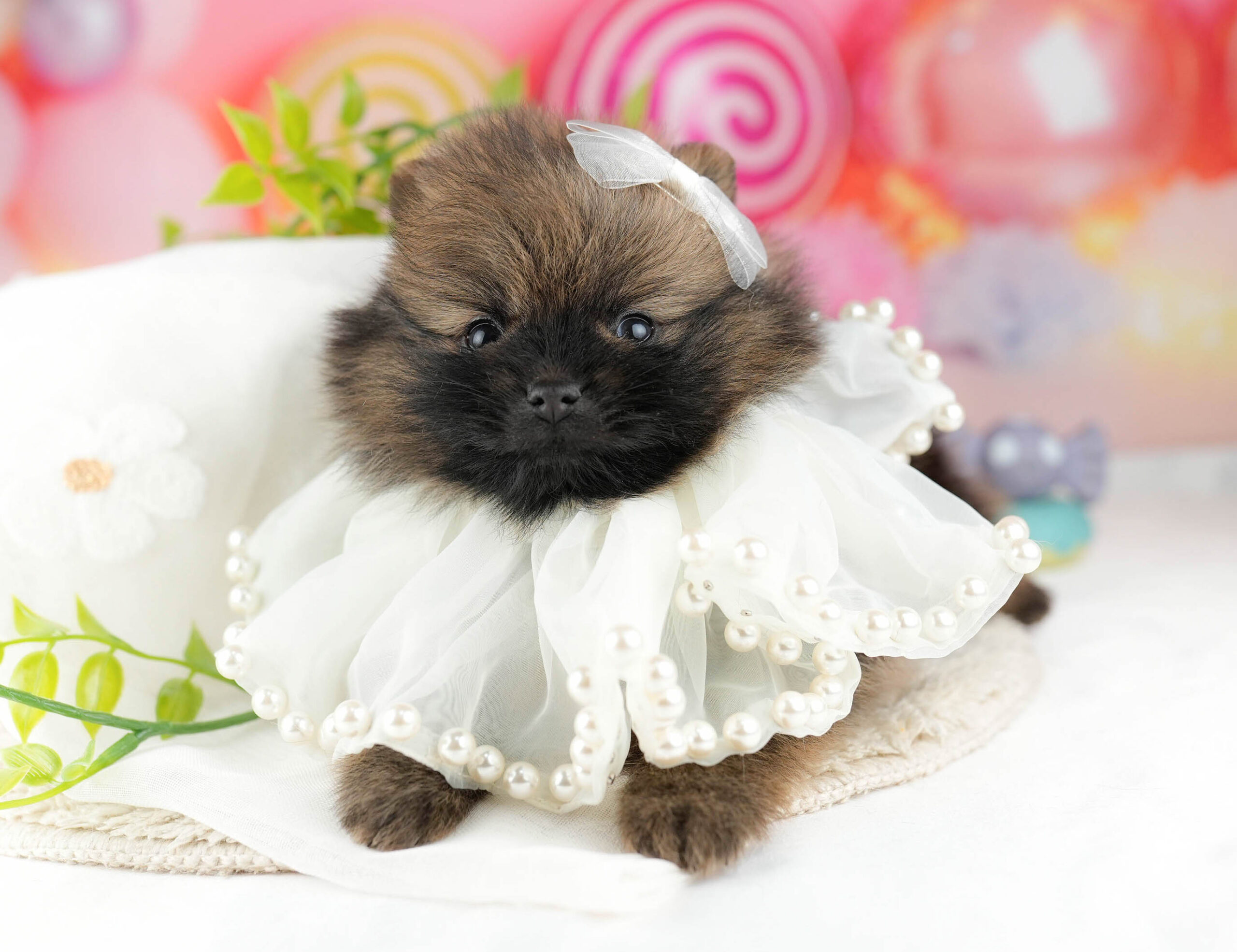 ポメラニアン | 男の子 | オレンジセーブル | 2026年1月7日