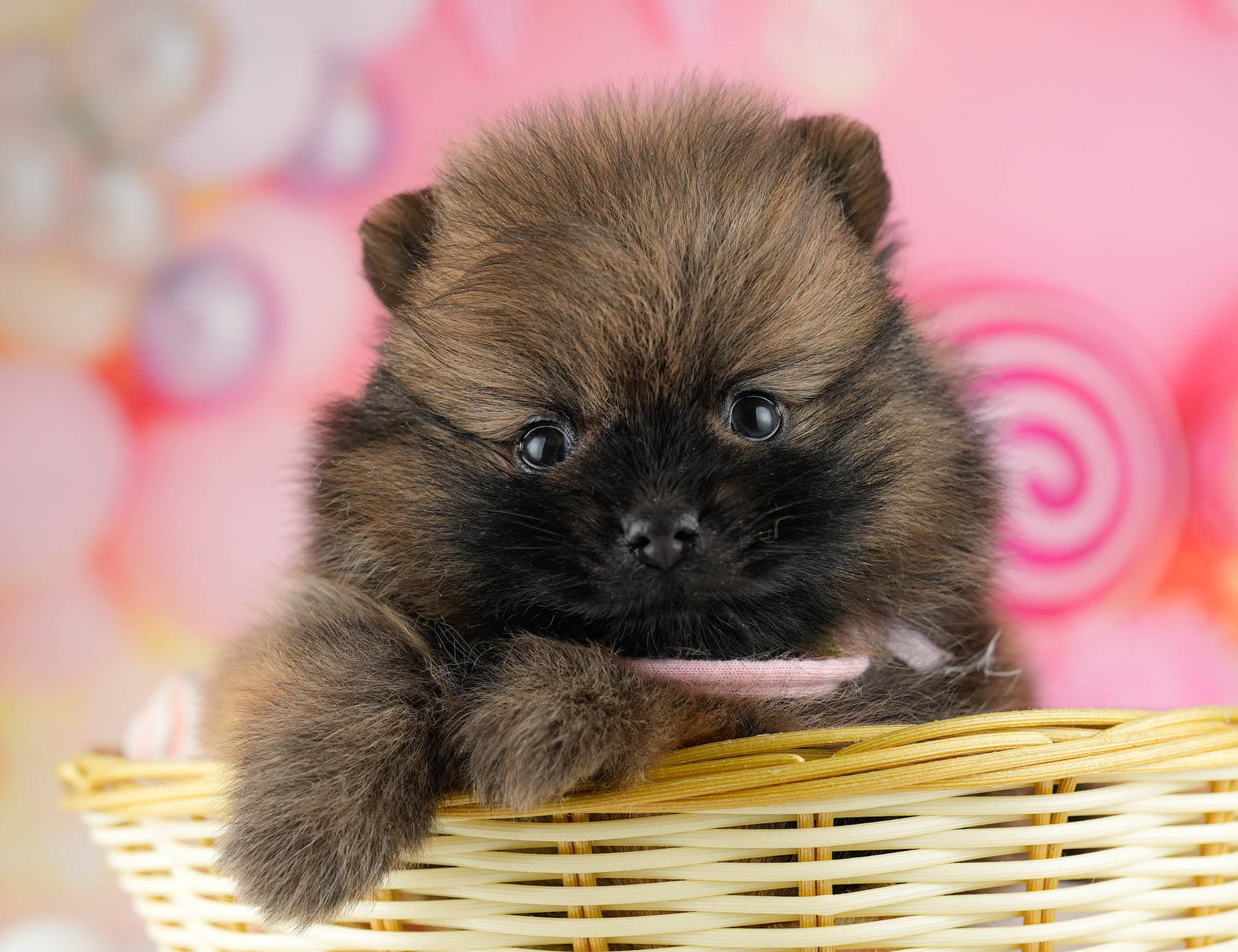 ポメラニアン | 男の子 | オレンジセーブル | 2026年1月7日