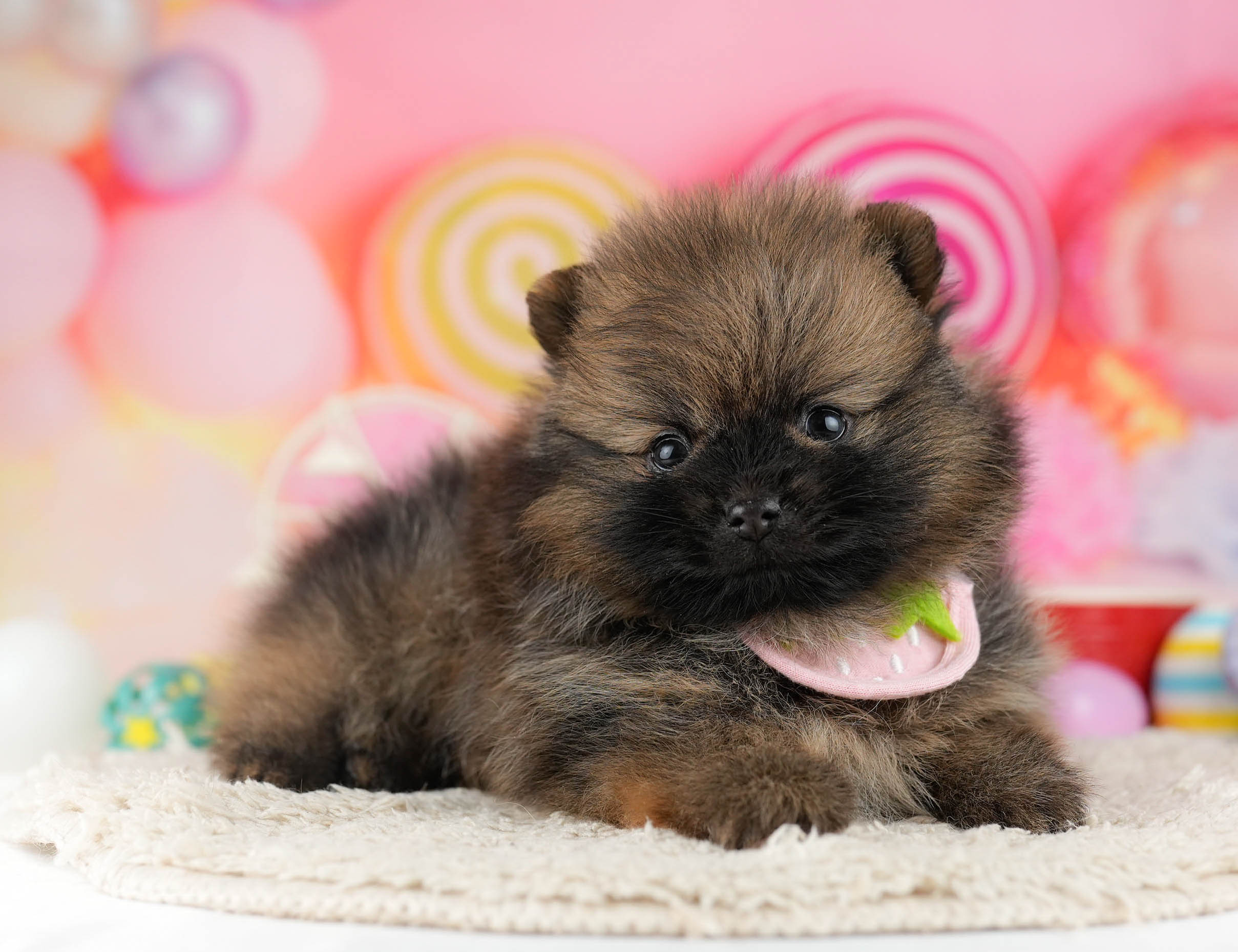 ポメラニアン | 男の子 | オレンジセーブル | 2026年1月7日