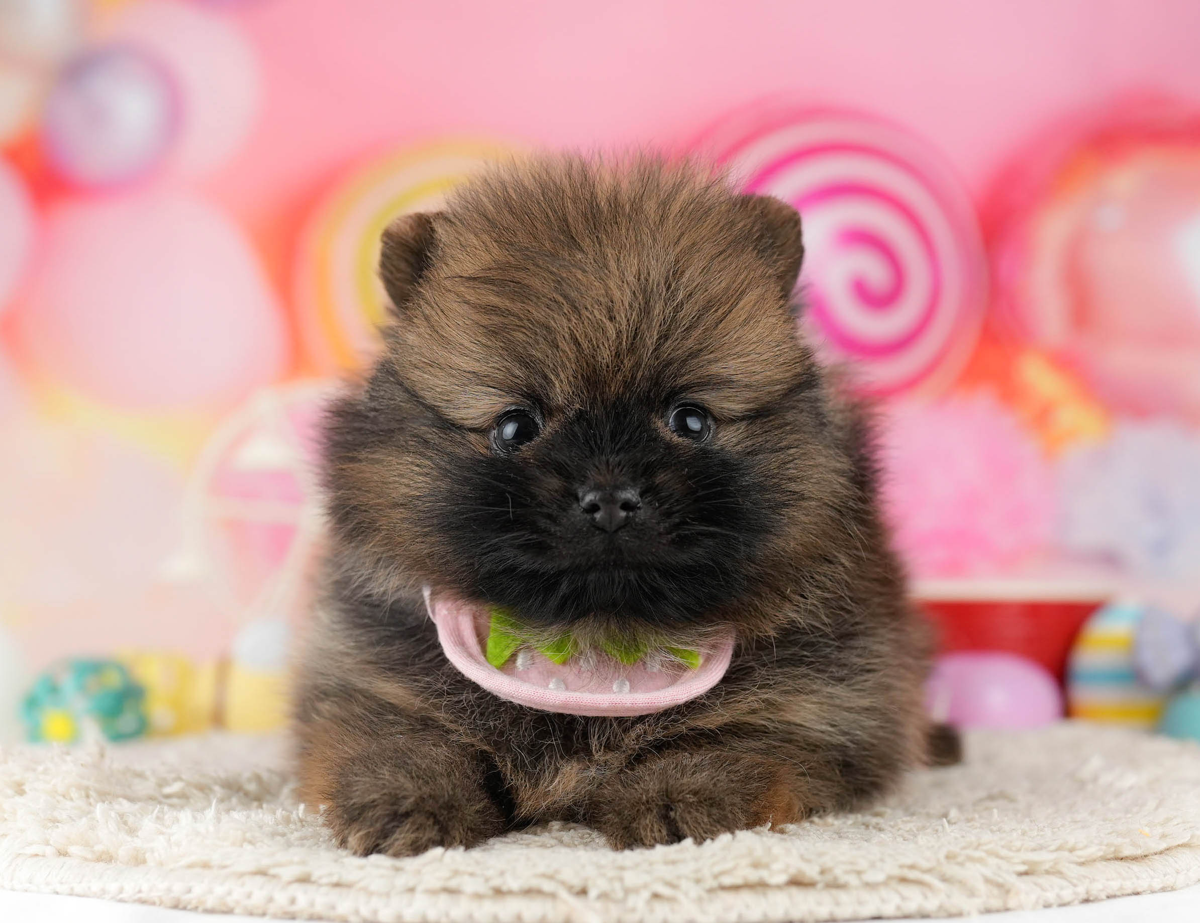 ポメラニアン | 男の子 | オレンジセーブル | 2026年1月7日