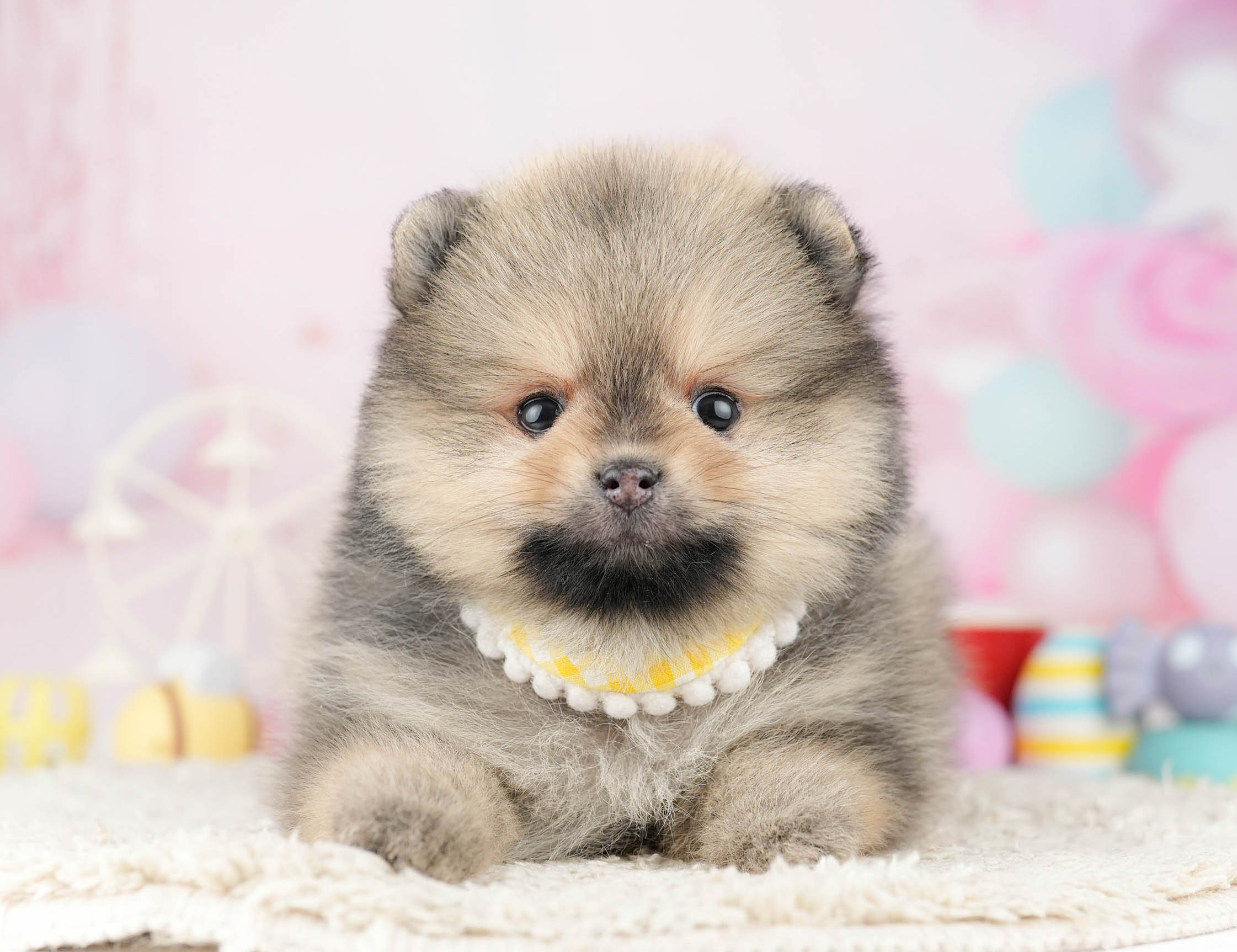 ポメラニアン | 女の子 | オレンジセーブル | 2026年1月7日