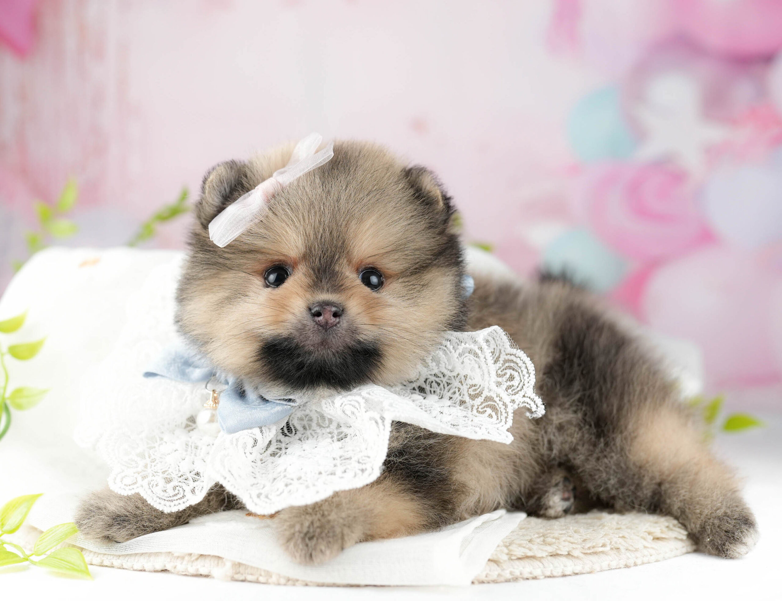 ポメラニアン | 女の子 | オレンジセーブル | 2026年1月7日