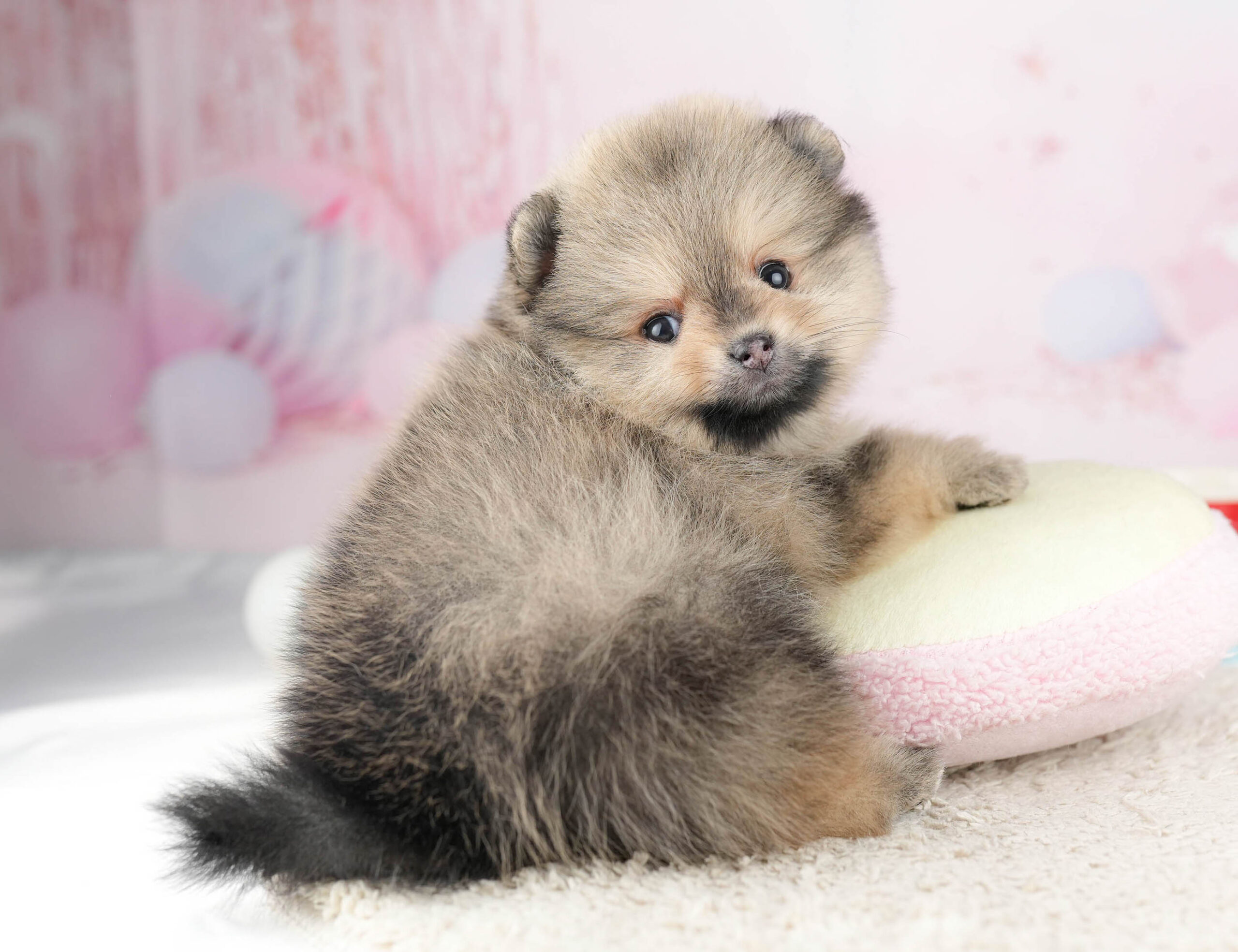 ポメラニアン | 女の子 | オレンジセーブル | 2026年1月7日