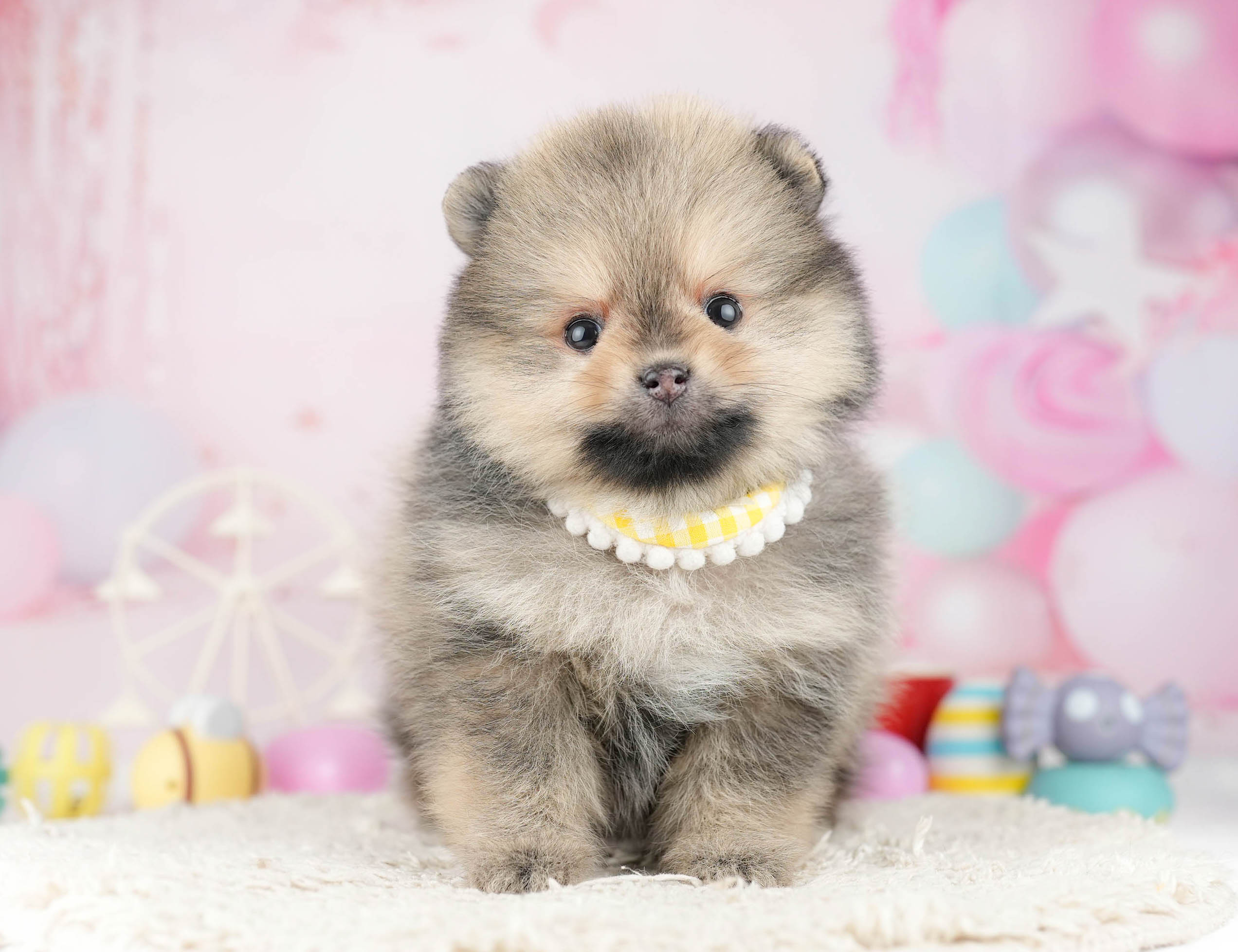 ポメラニアン | 女の子 | オレンジセーブル | 2026年1月7日