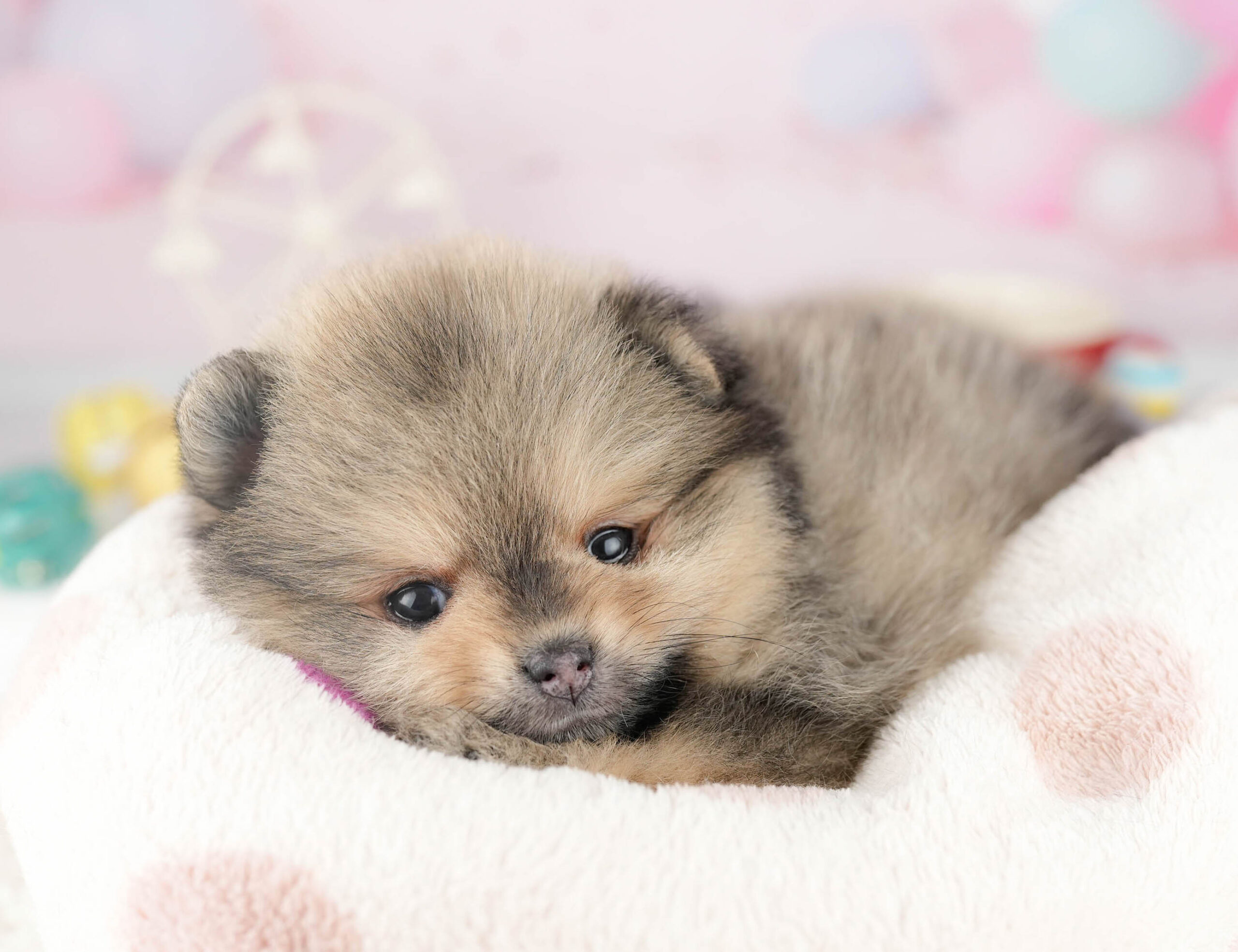 ポメラニアン | 女の子 | オレンジセーブル | 2026年1月7日