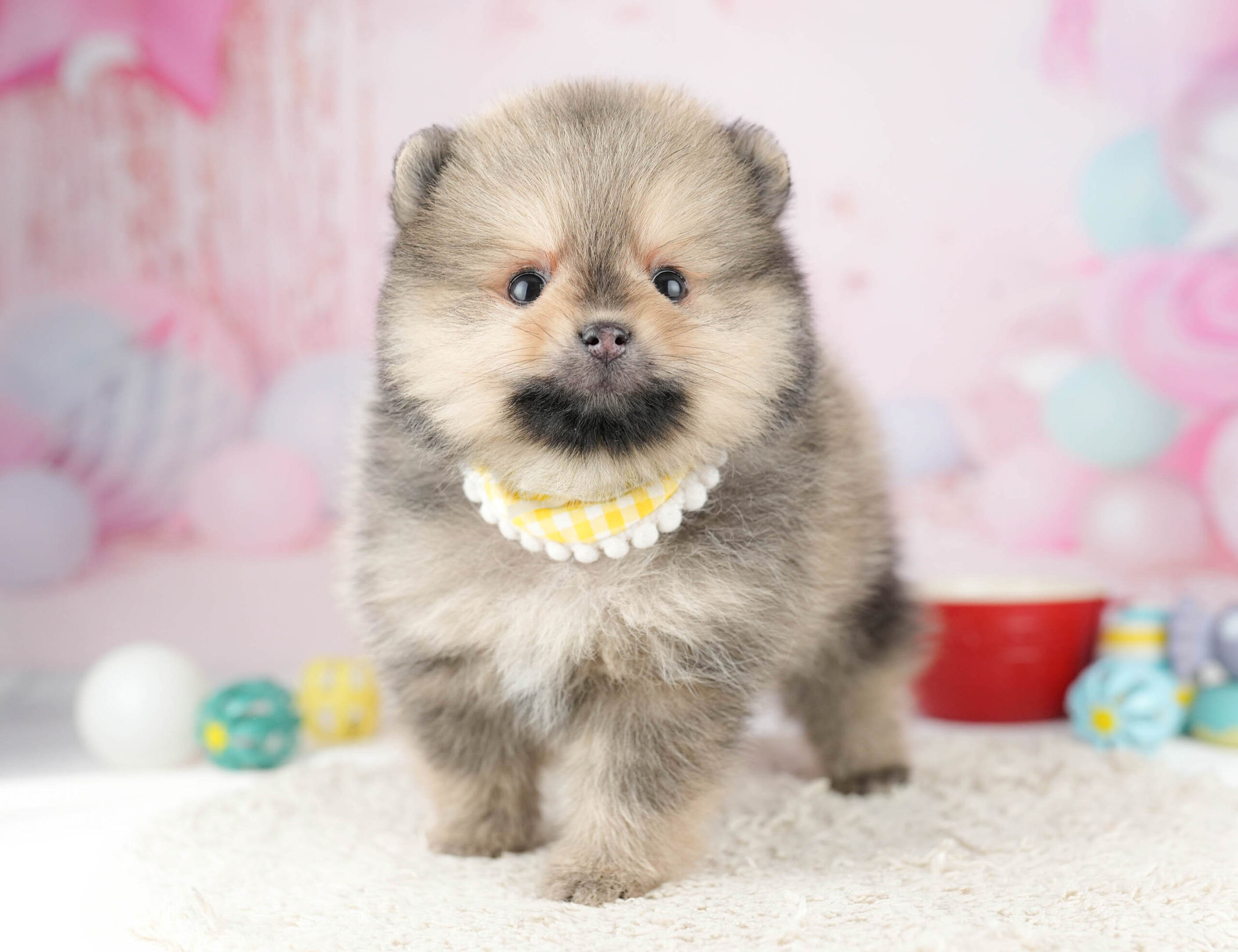 ポメラニアン | 女の子 | オレンジセーブル | 2026年1月7日