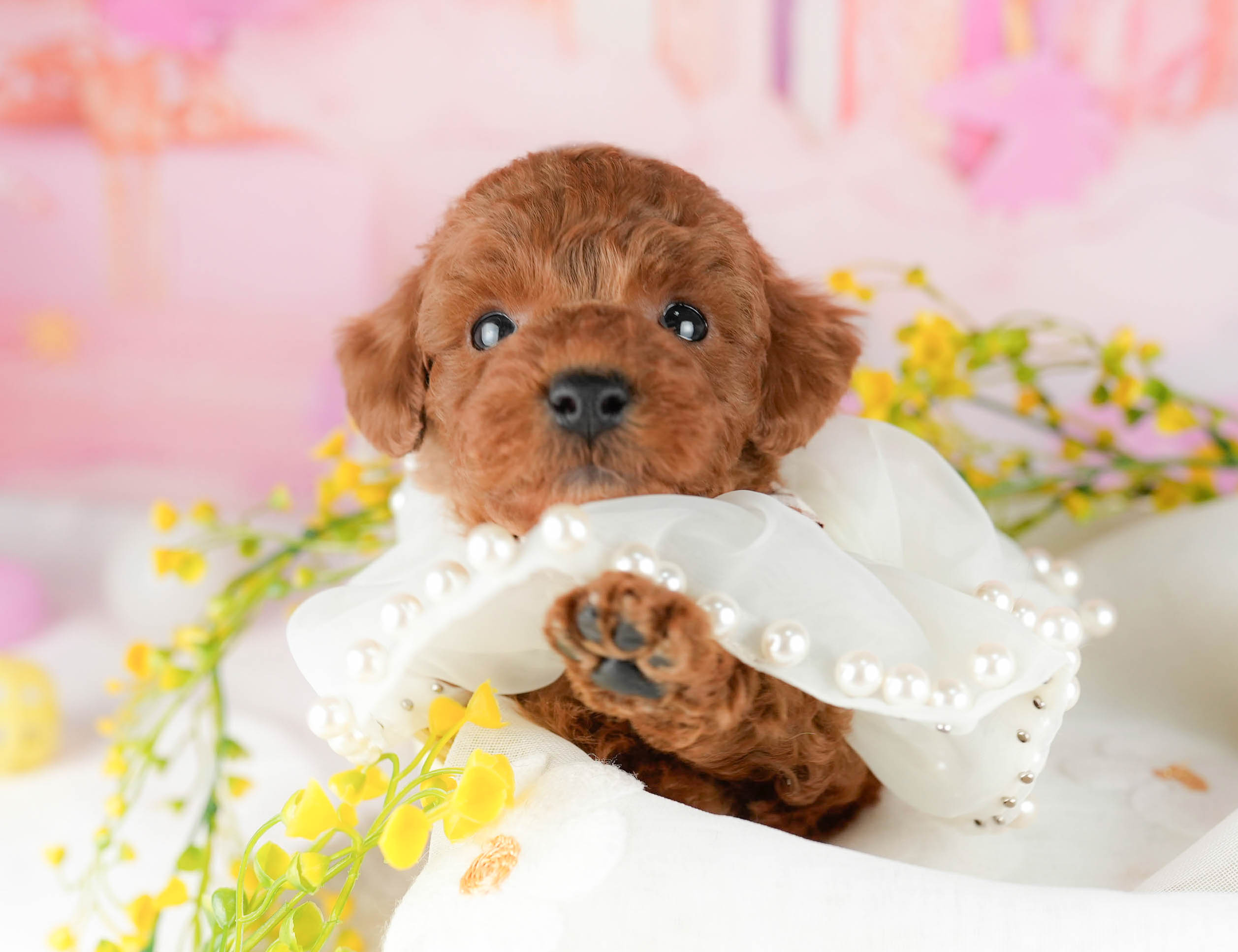 トイ・プードル | 男の子 | レッド | 2026年1月9日