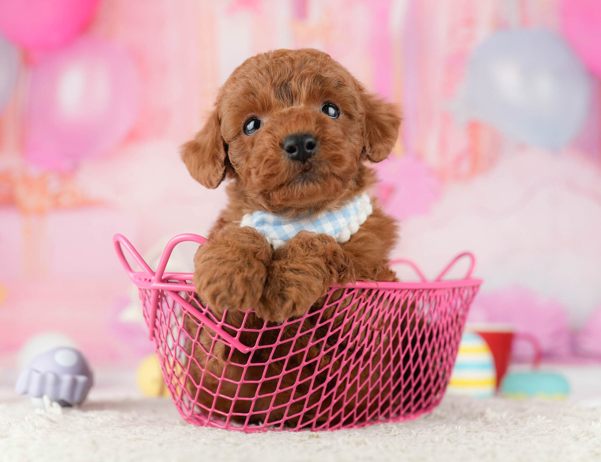 トイ・プードル | 男の子 | レッド | 2026年1月9日