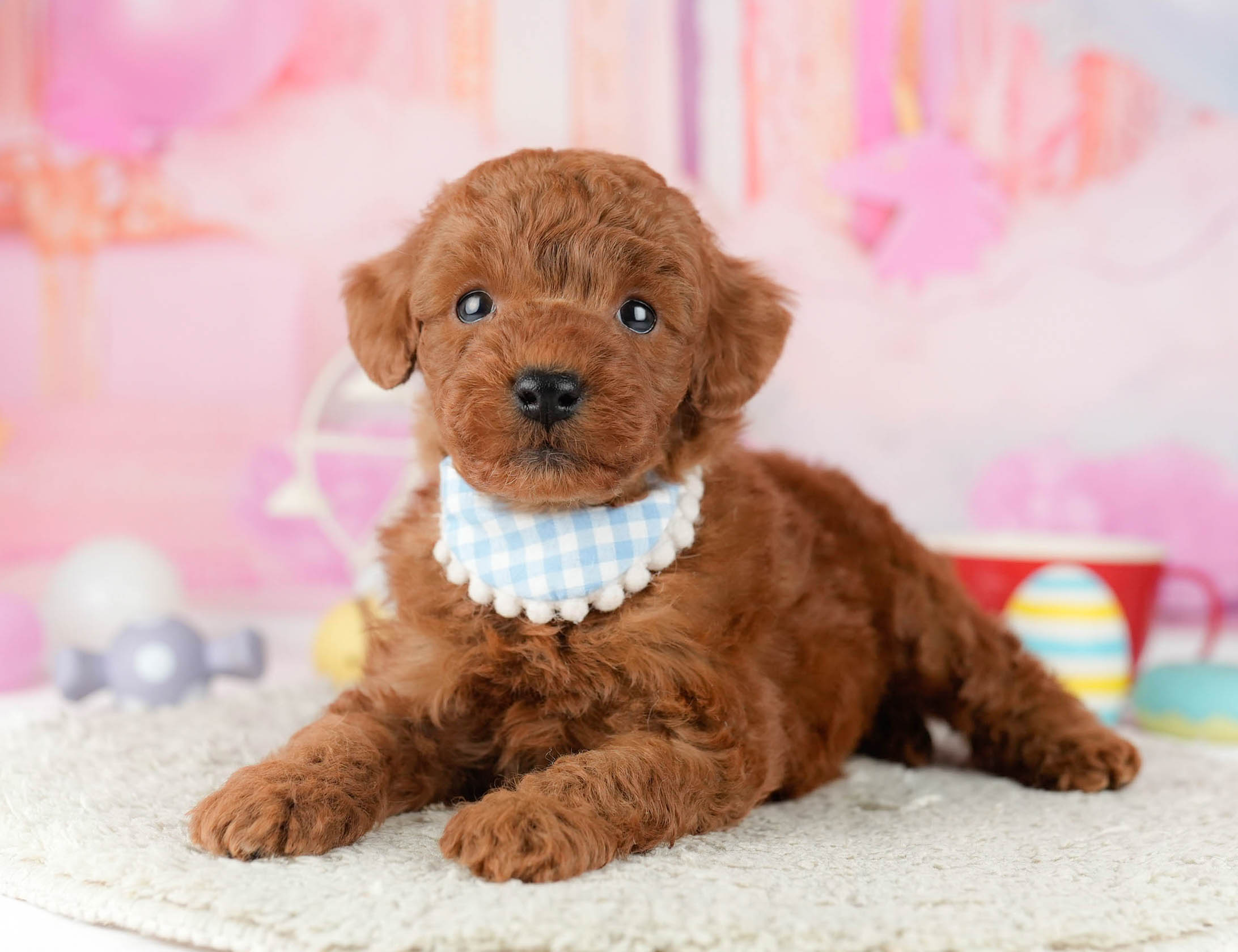 トイ・プードル | 男の子 | レッド | 2026年1月9日