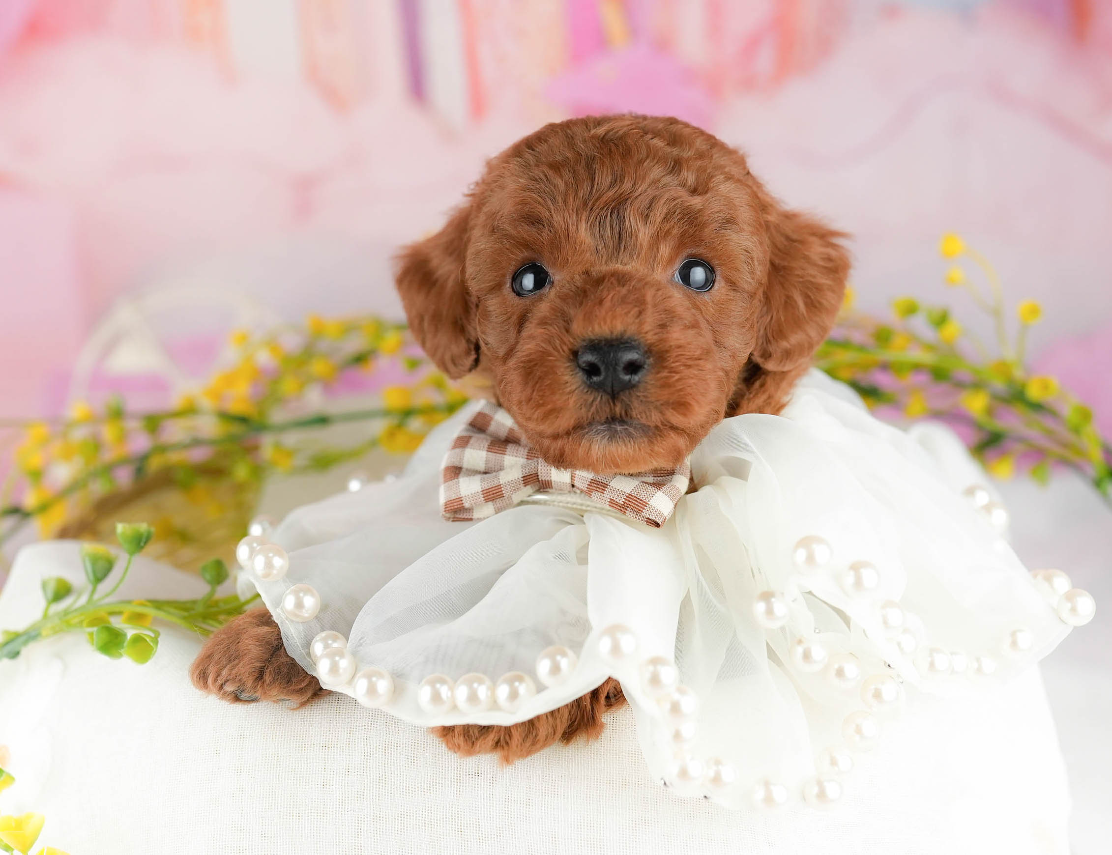 トイ・プードル | 男の子 | レッド | 2026年1月9日