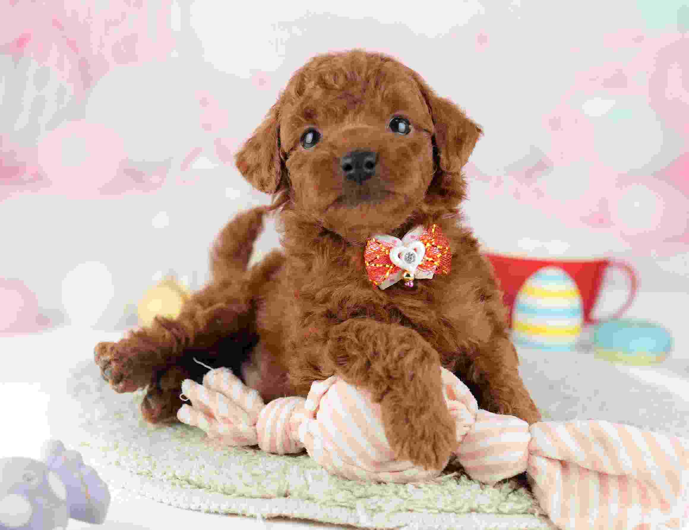 トイ・プードル | 男の子 | レッド | 2026年1月9日