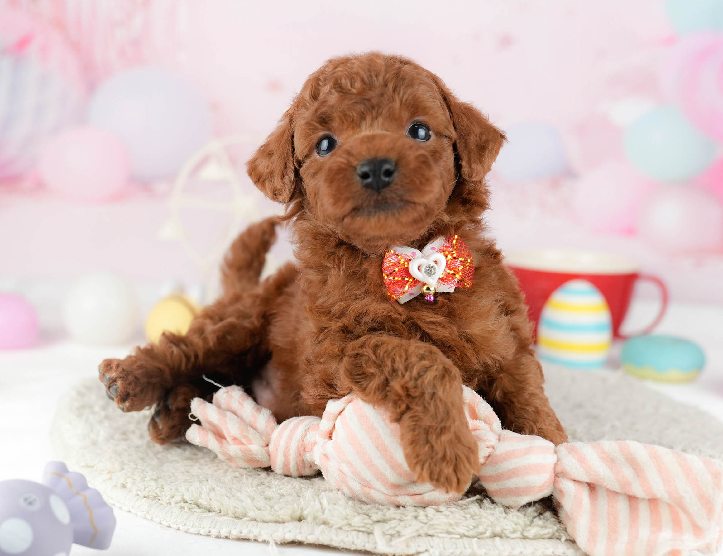 トイ・プードル | 男の子 | レッド | 2026年1月9日