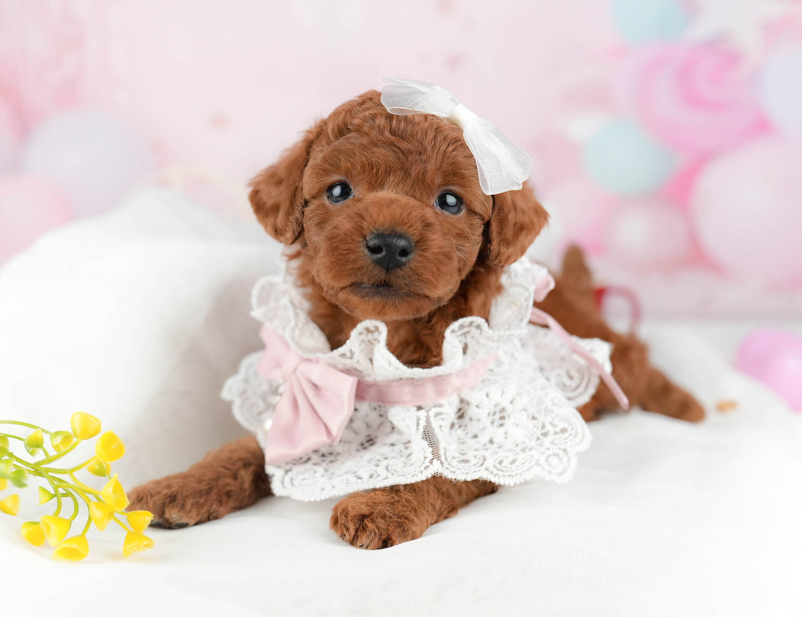 トイ・プードル | 男の子 | レッド | 2026年1月9日