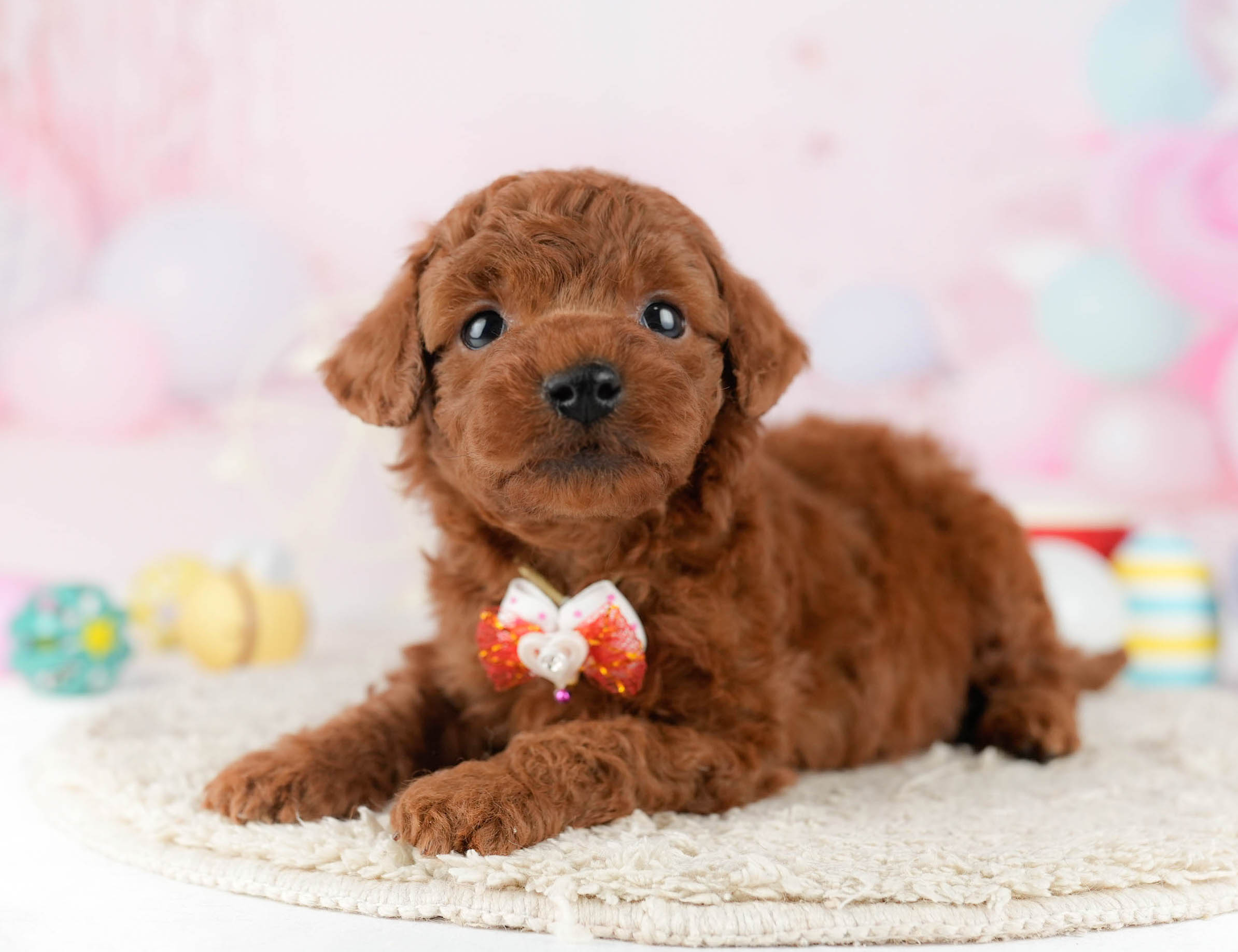 トイ・プードル | 男の子 | レッド | 2026年1月9日