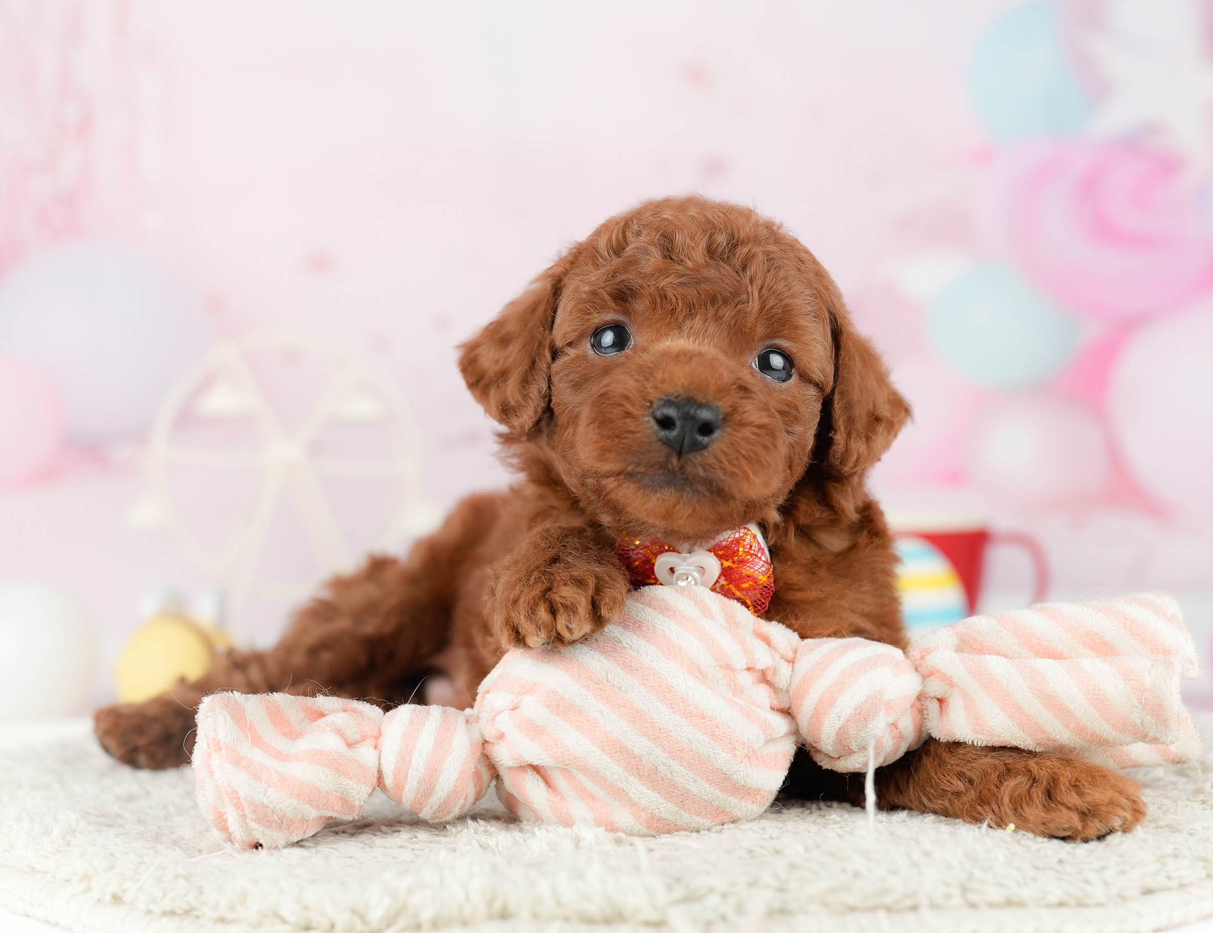 トイ・プードル | 男の子 | レッド | 2026年1月9日