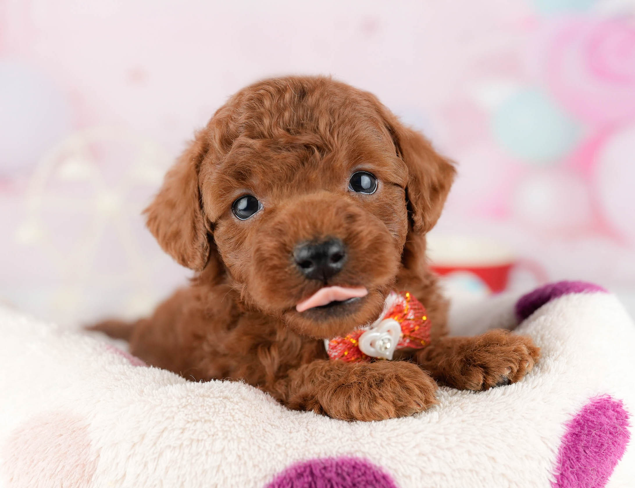 トイ・プードル | 男の子 | レッド | 2026年1月9日