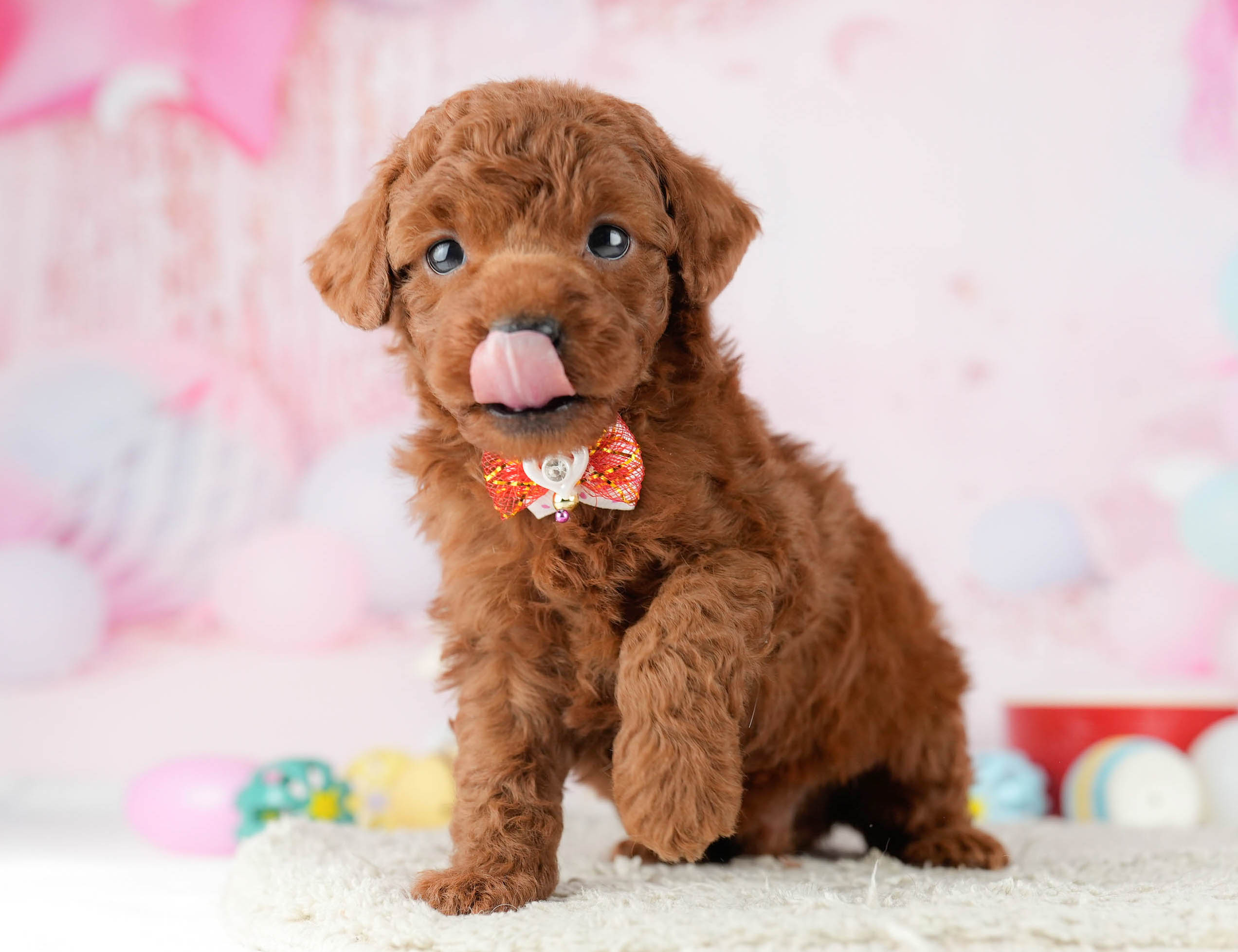 トイ・プードル | 男の子 | レッド | 2026年1月9日