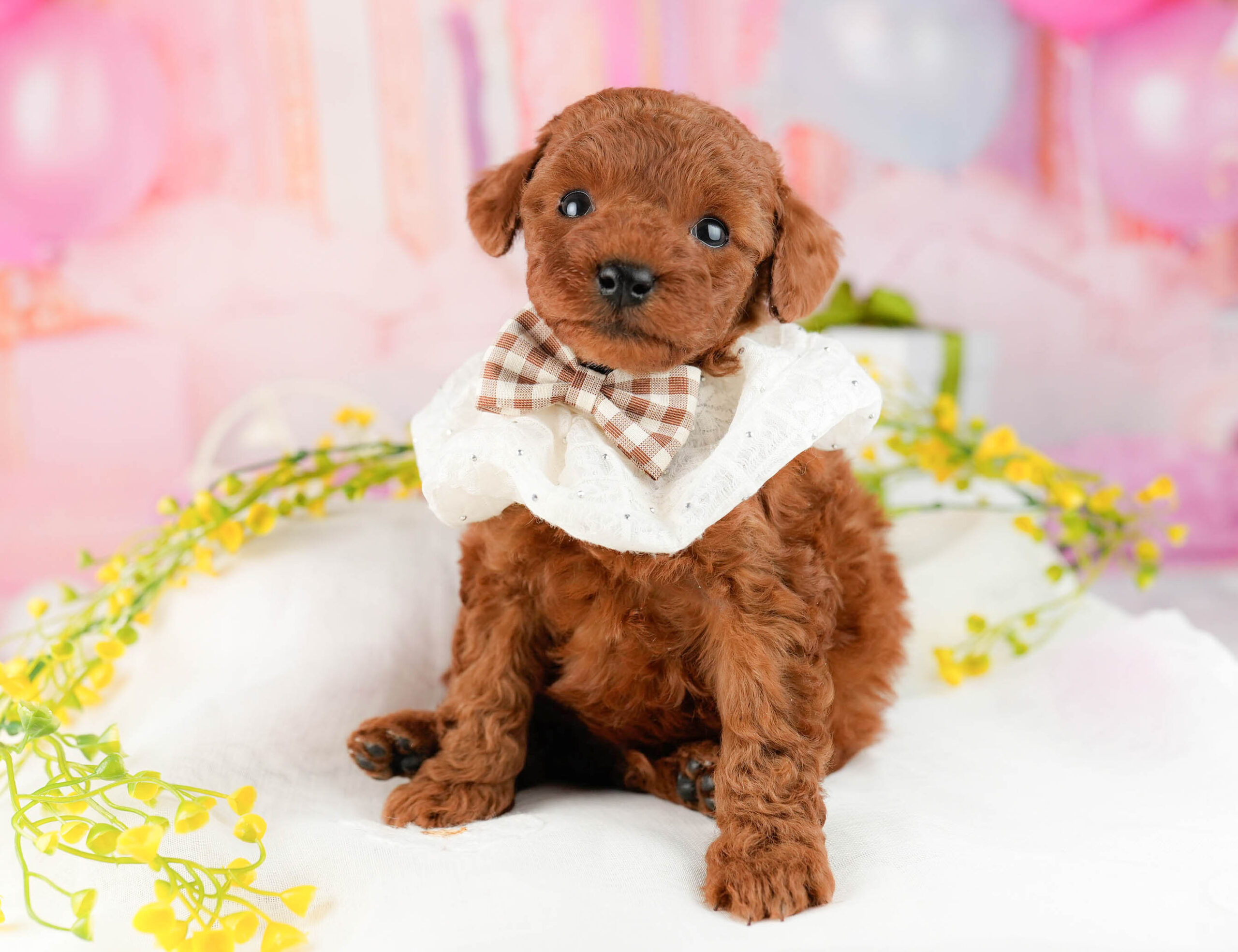 トイ・プードル | 男の子 | レッド | 2026年1月9日