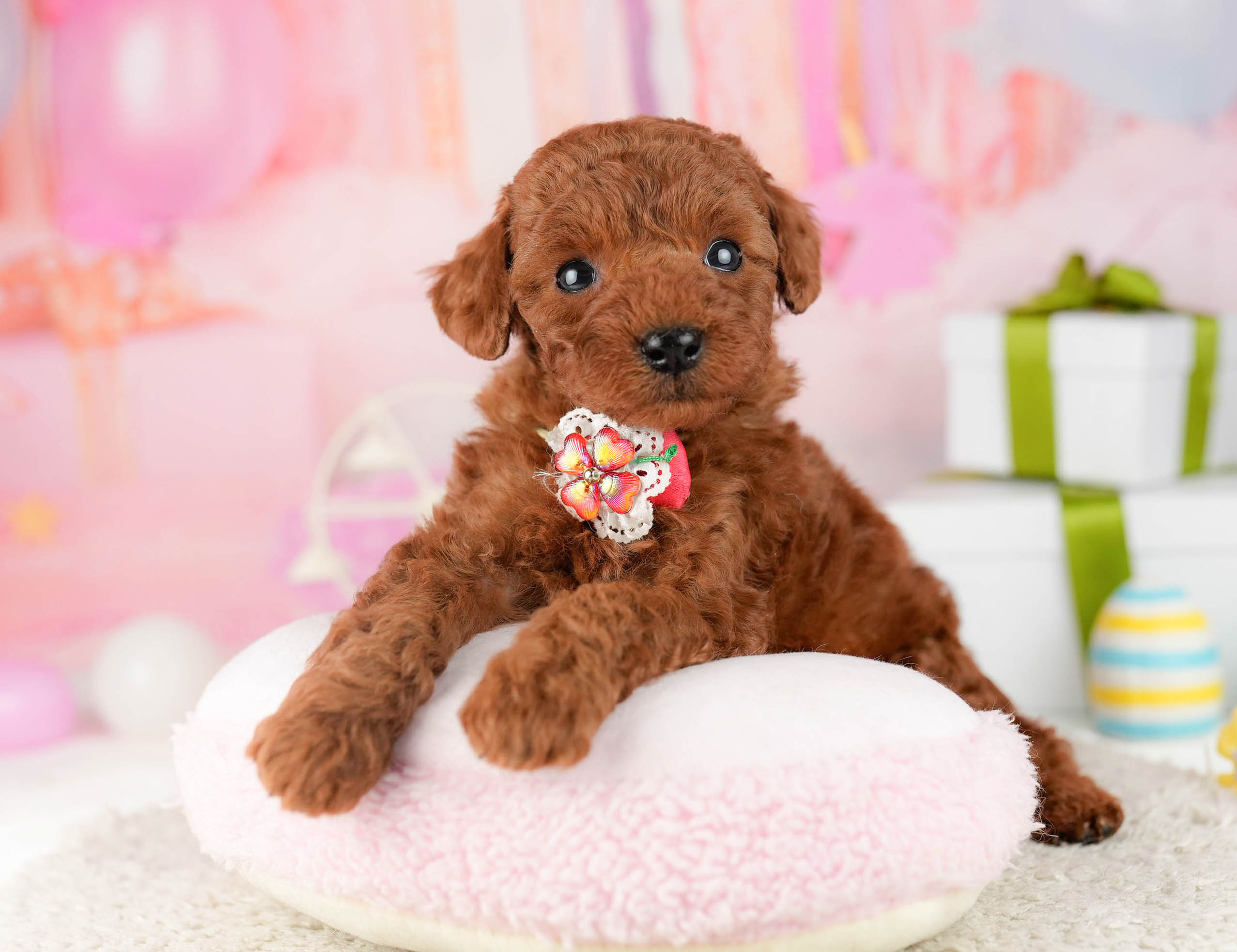 トイ・プードル | 男の子 | レッド | 2026年1月9日