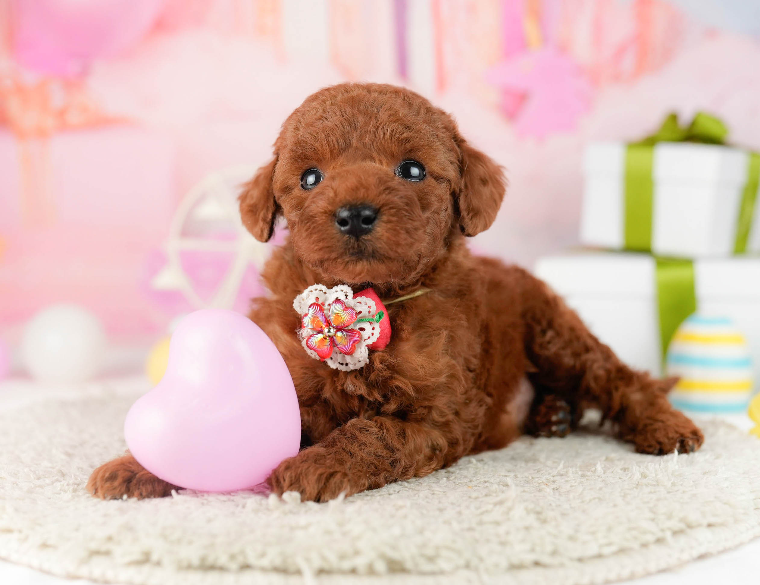 トイ・プードル | 男の子 | レッド | 2026年1月9日