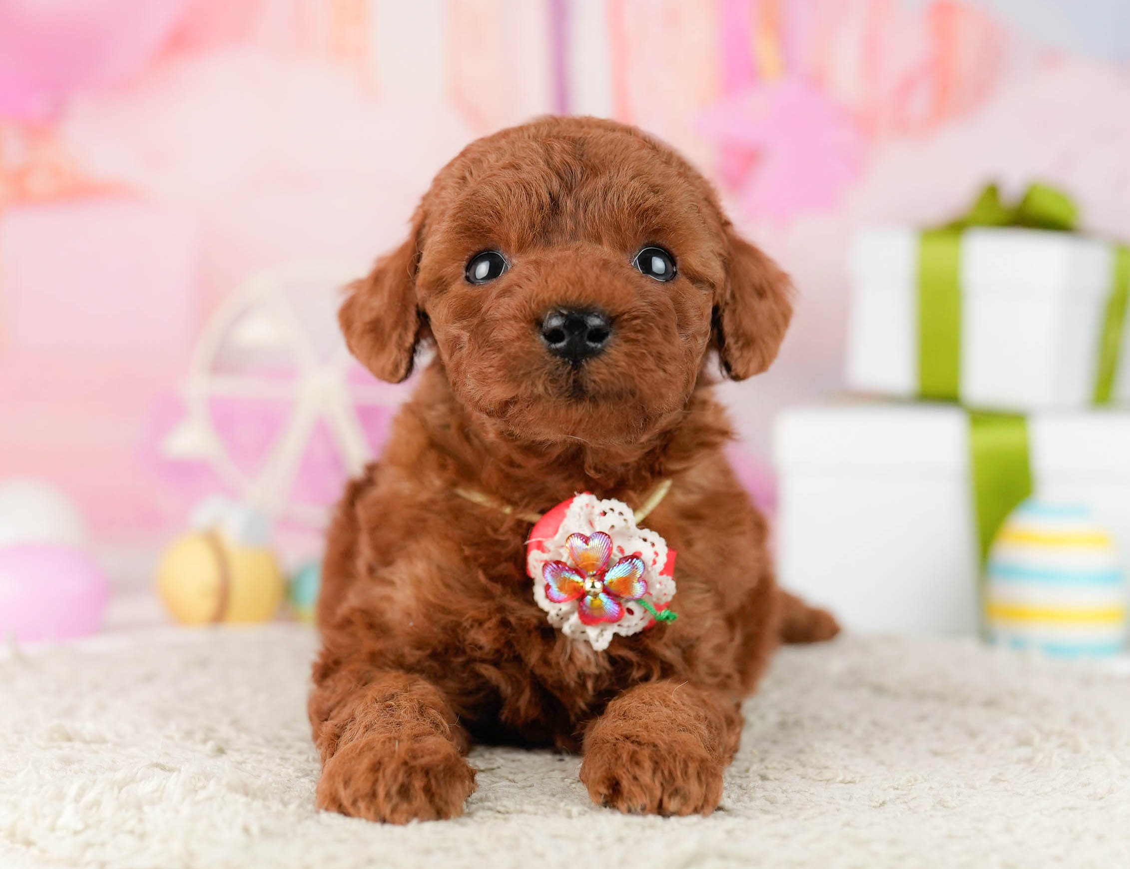 トイ・プードル | 男の子 | レッド | 2026年1月9日