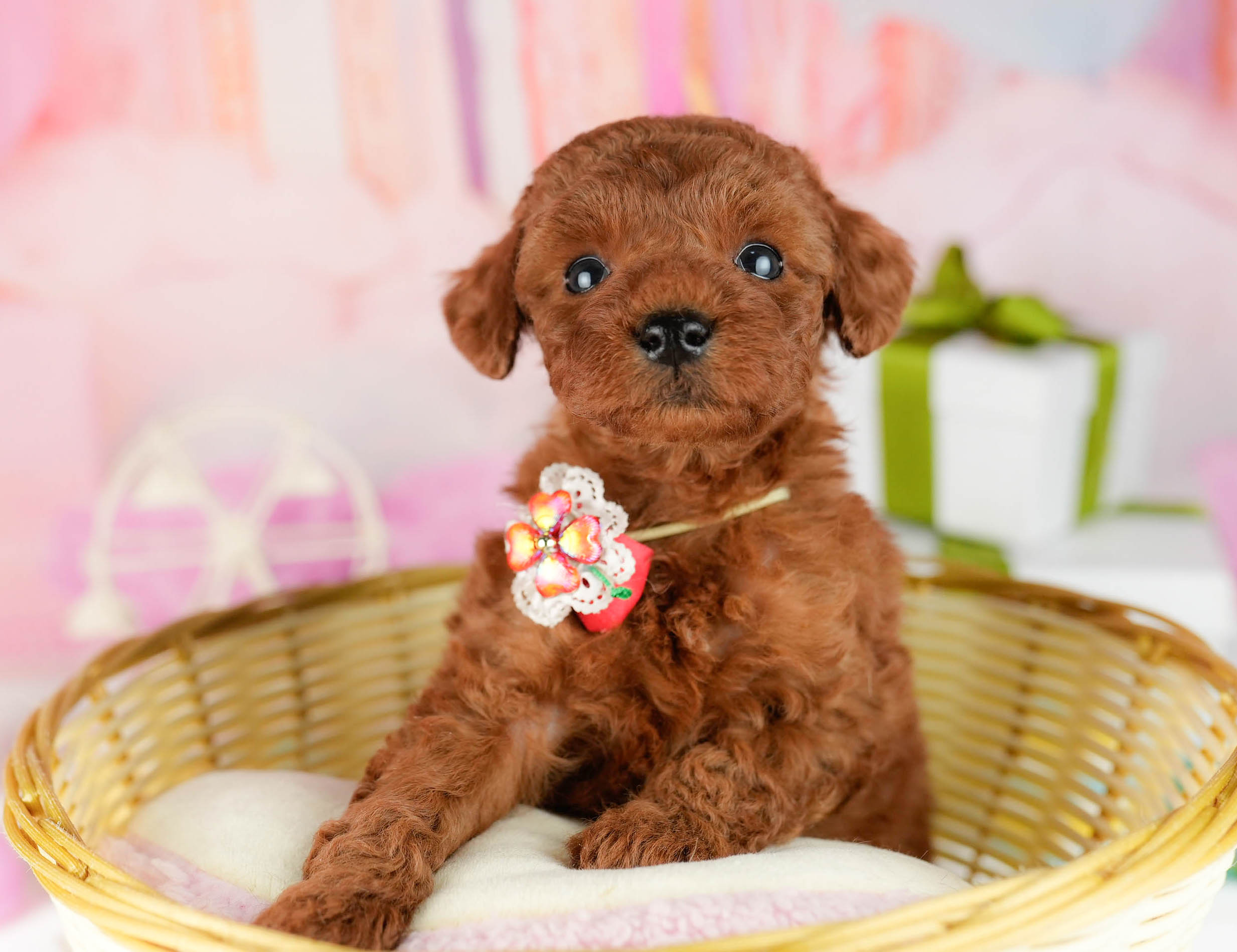 トイ・プードル | 男の子 | レッド | 2026年1月9日
