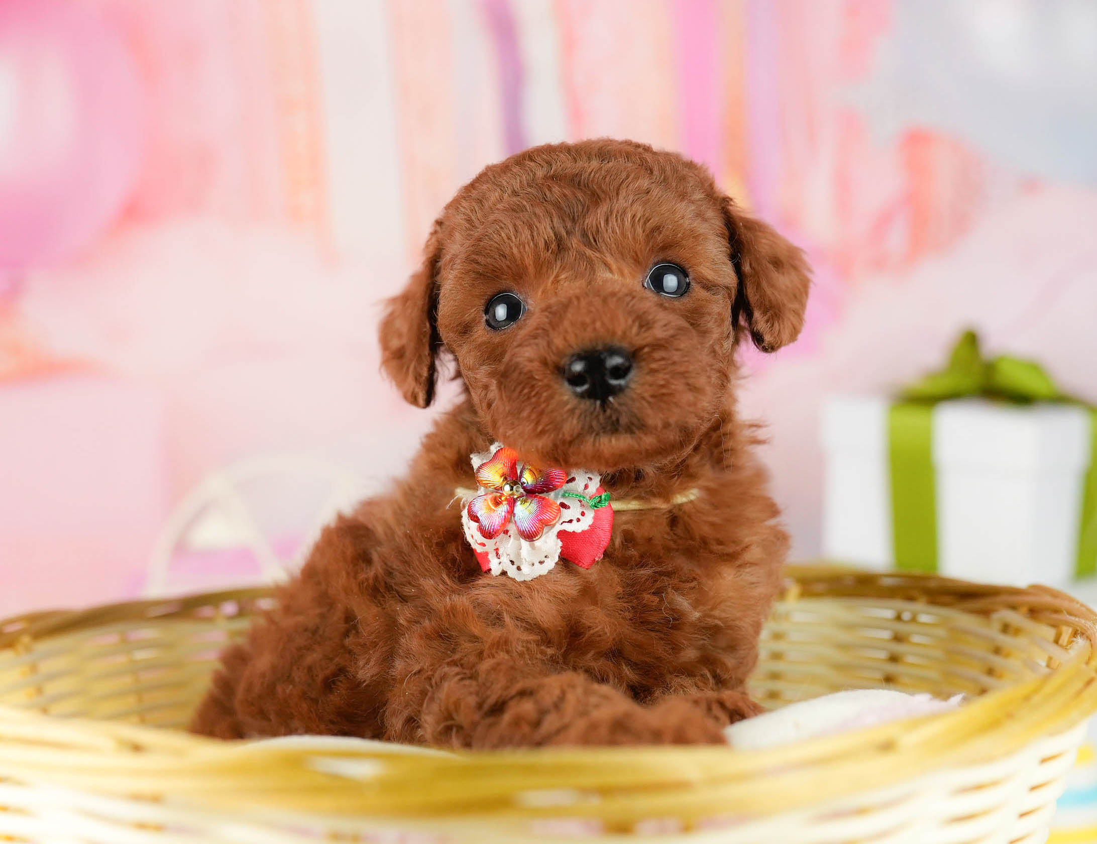 トイ・プードル | 男の子 | レッド | 2026年1月9日