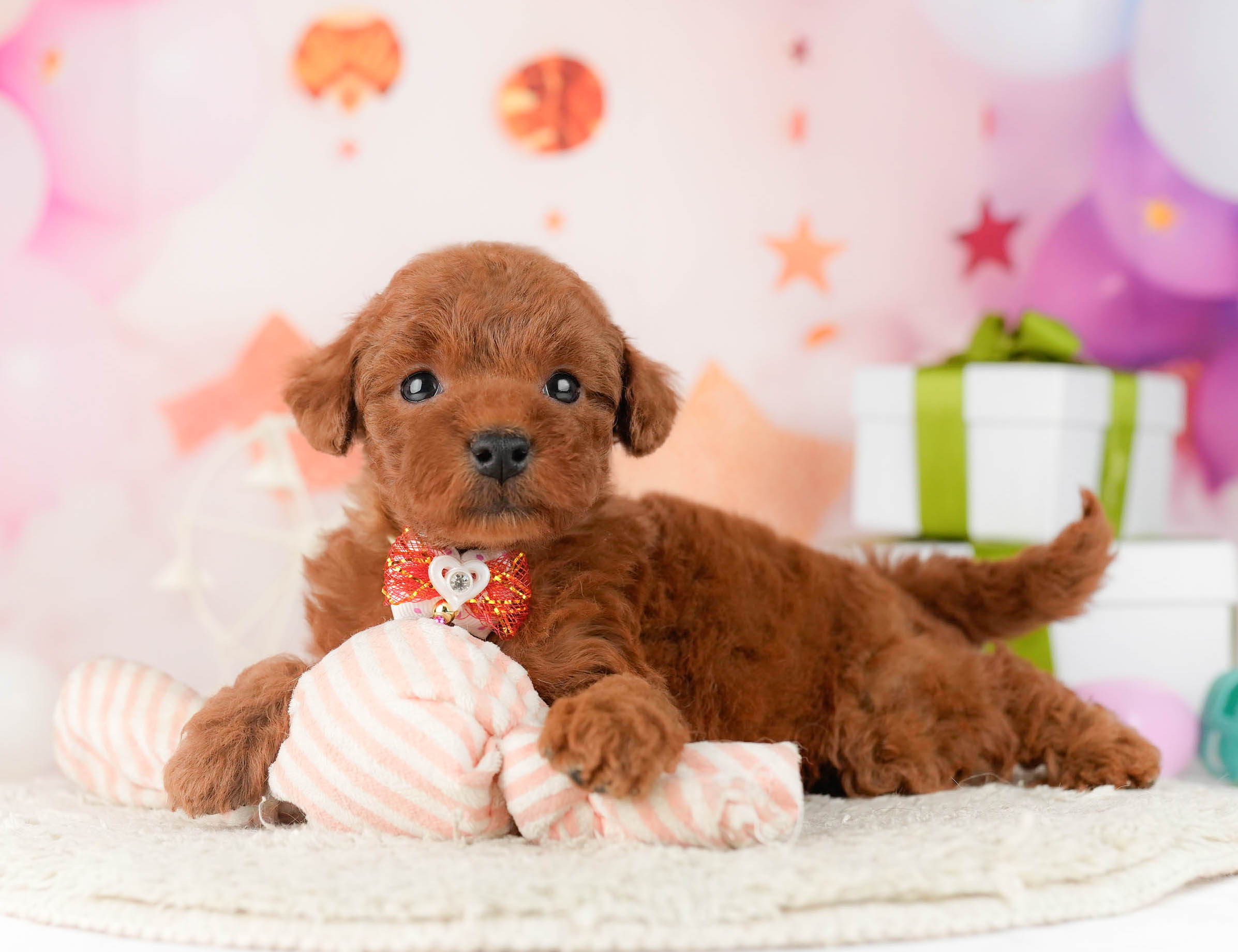 トイ・プードル | 女の子 | レッド | 2026年1月9日