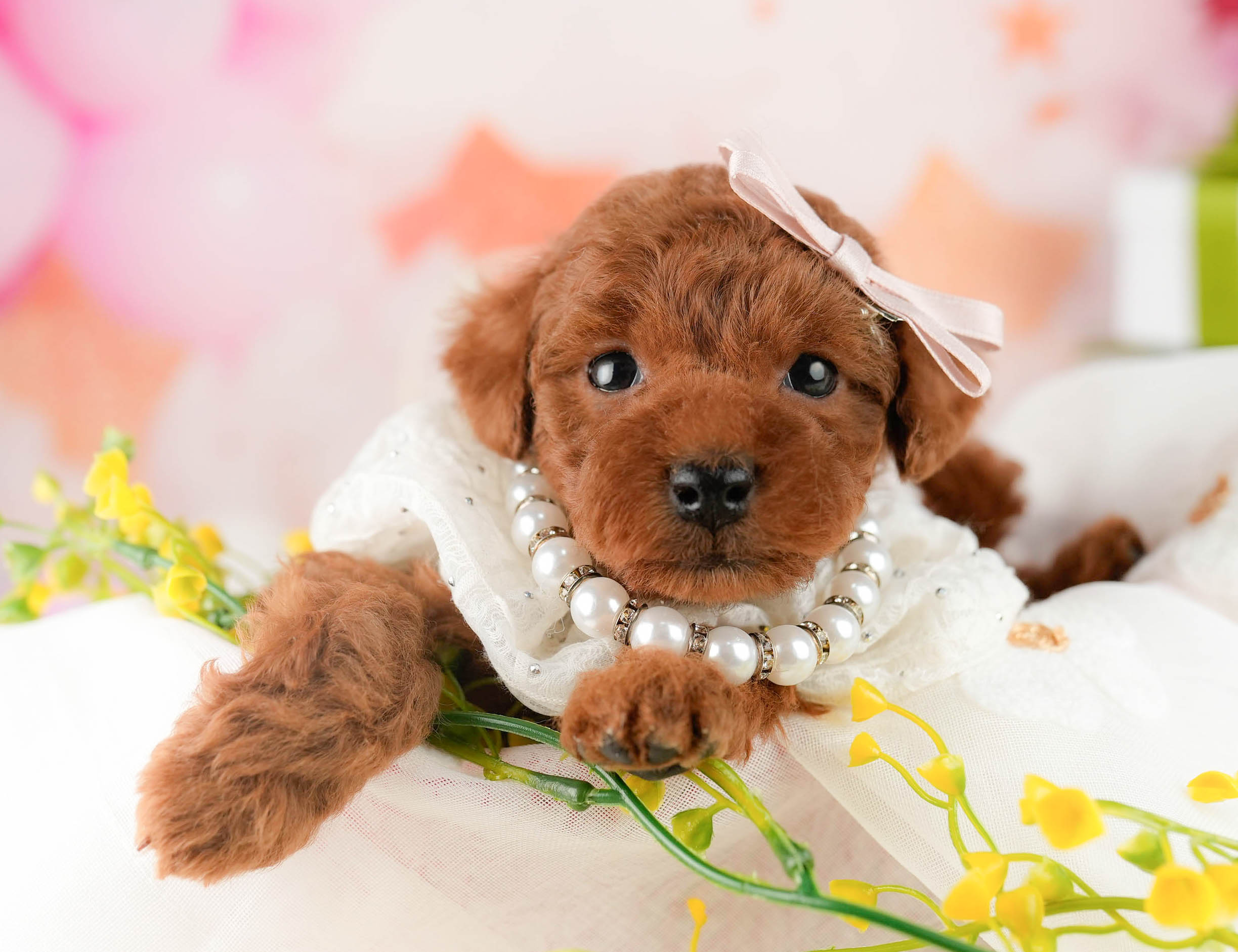 トイ・プードル | 女の子 | レッド | 2026年1月9日