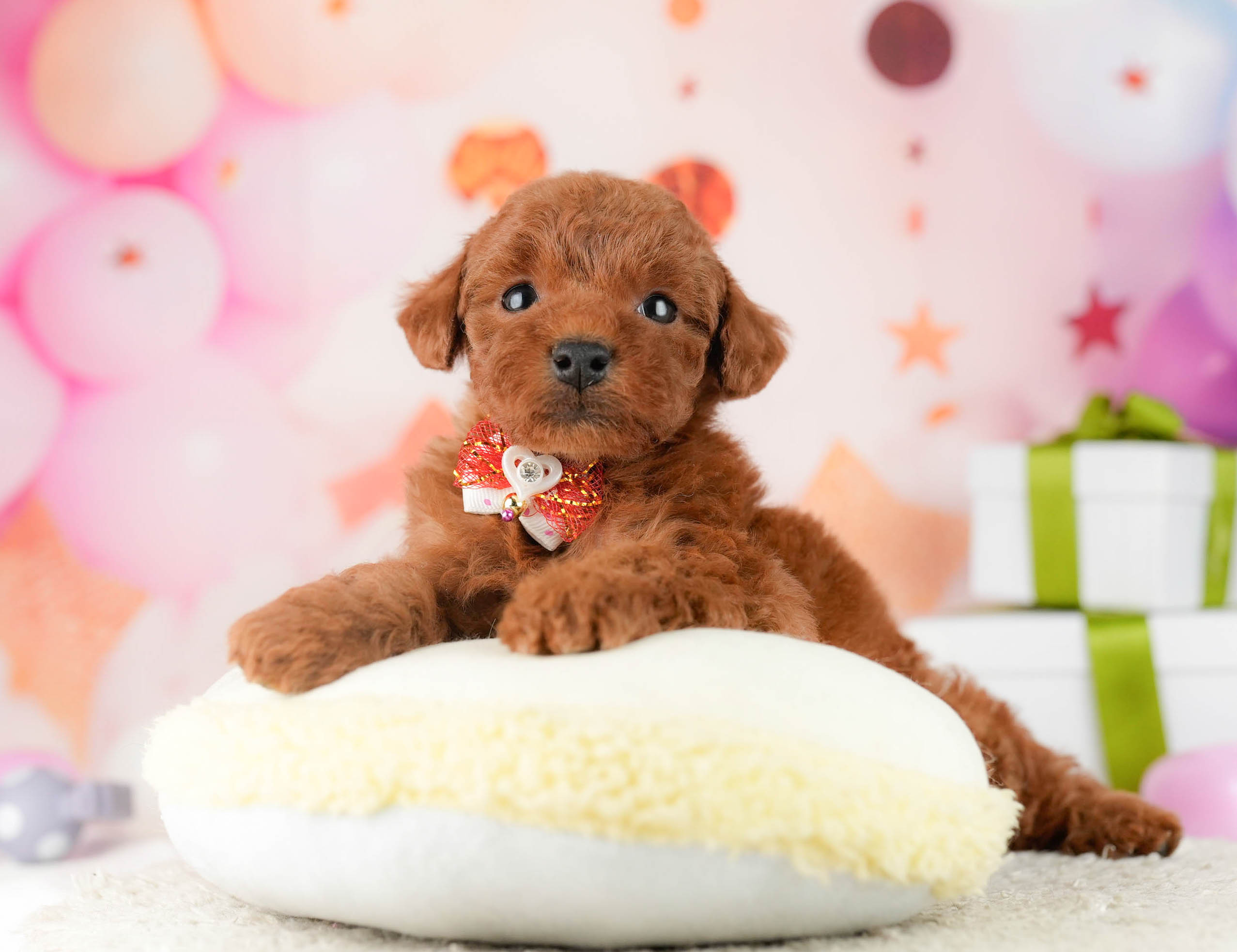 トイ・プードル | 女の子 | レッド | 2026年1月9日