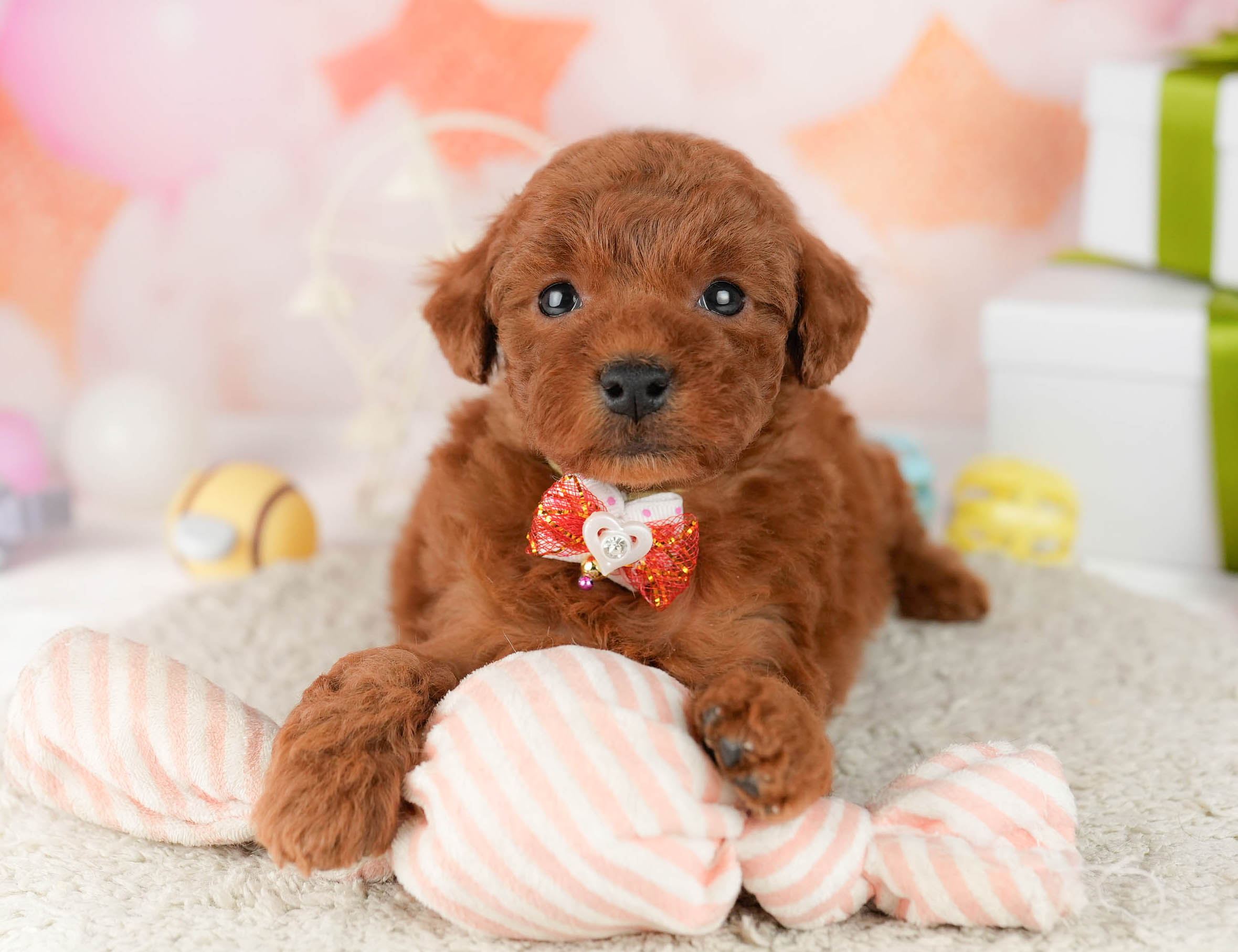 トイ・プードル | 女の子 | レッド | 2026年1月9日