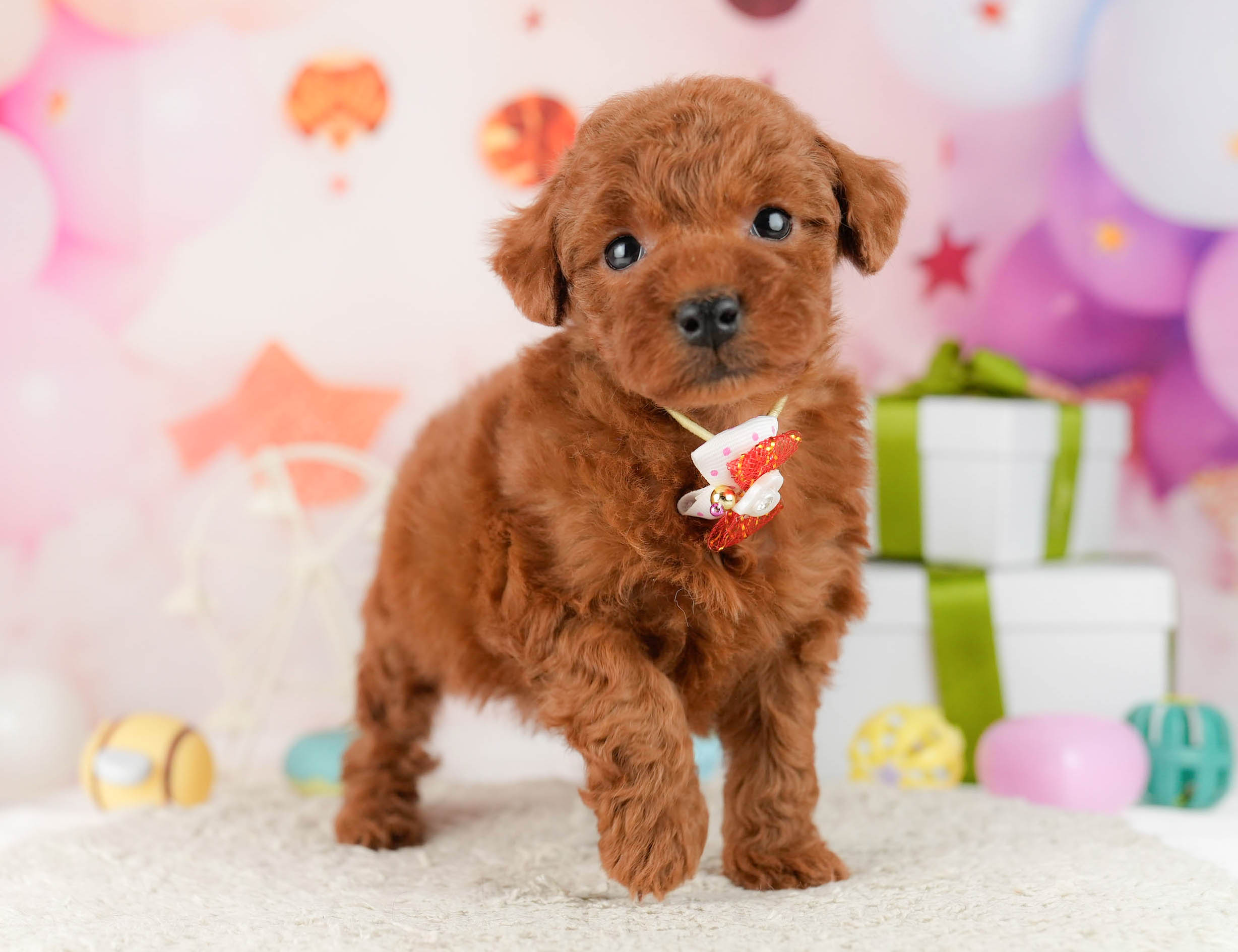 トイ・プードル | 女の子 | レッド | 2026年1月9日