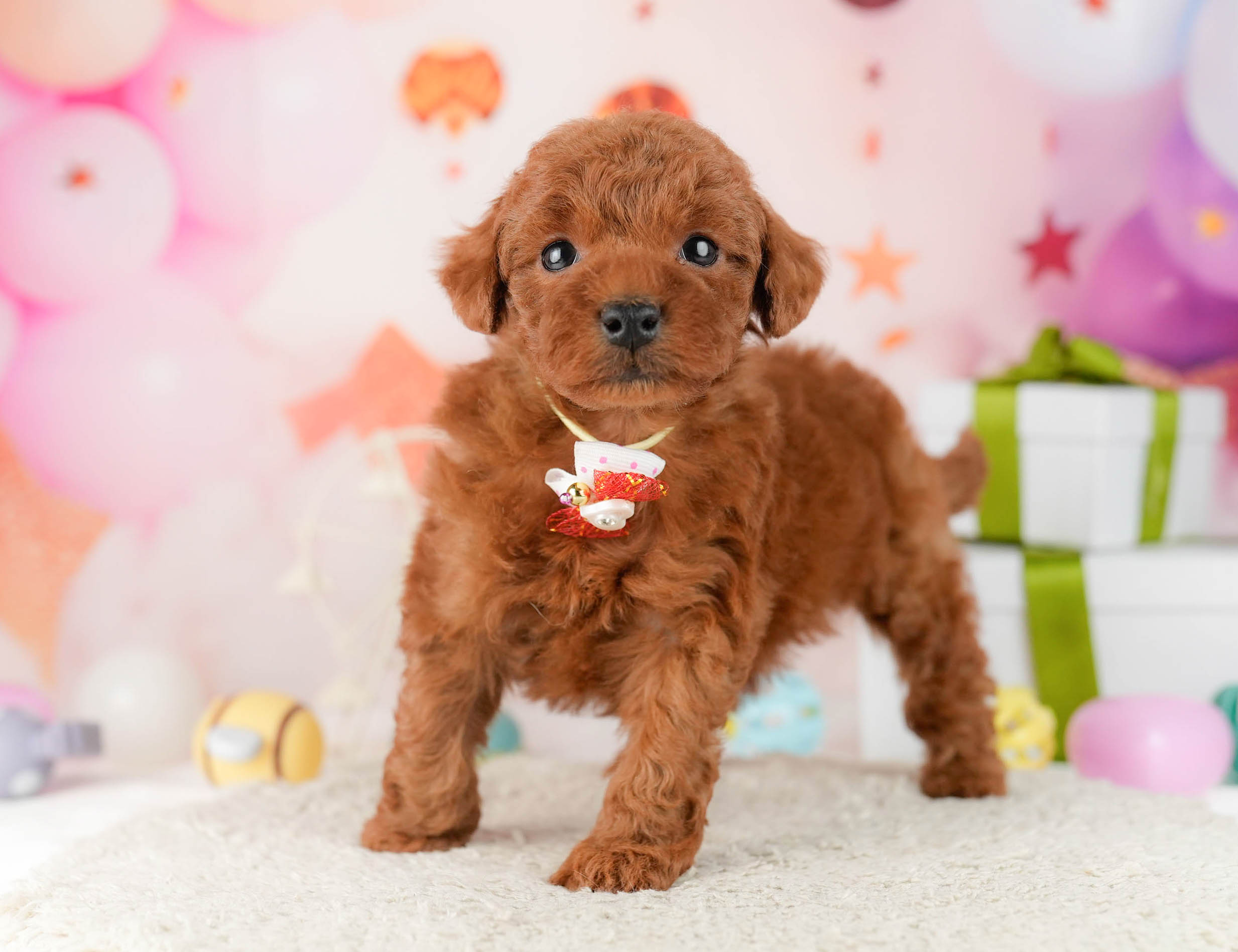 トイ・プードル | 女の子 | レッド | 2026年1月9日